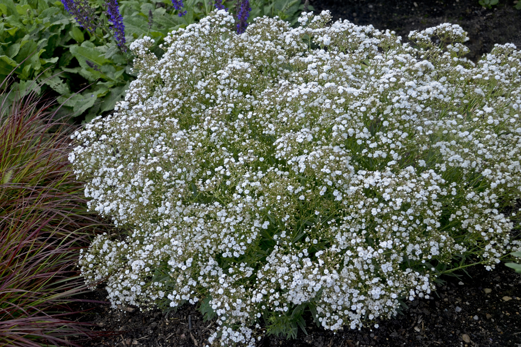 White Baby's Breath Seeds - Perennial Flower Seeds