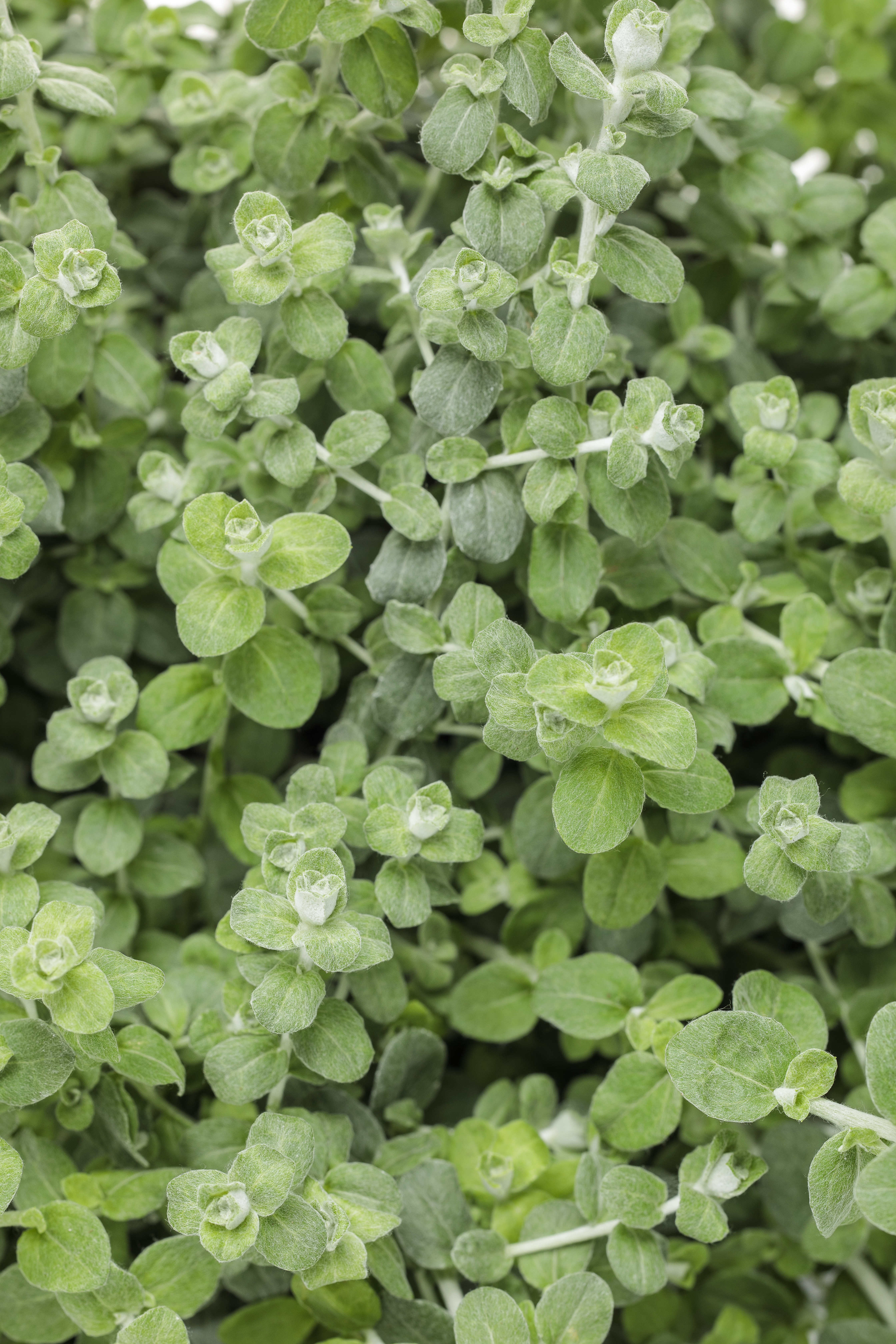 Licorice Plant