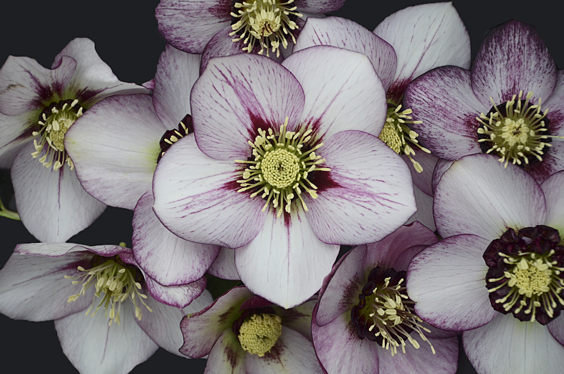 Honeymoon® French Kiss - Lenten Rose - Helleborus hybrid | Proven