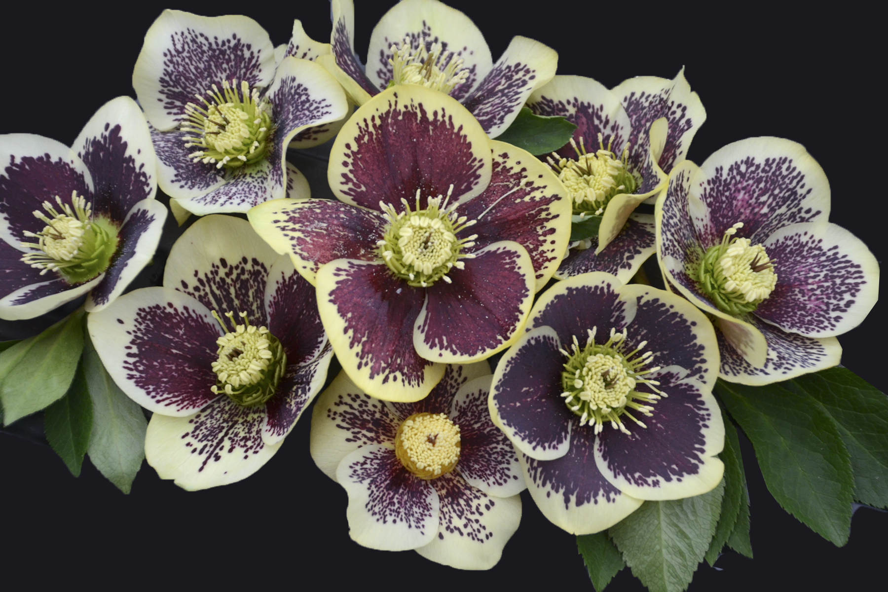 Bouquet of Primrose エッチング作品 Honeymoon® Rio Carnival - Lenten Rose - Helleborus hybrid | Proven