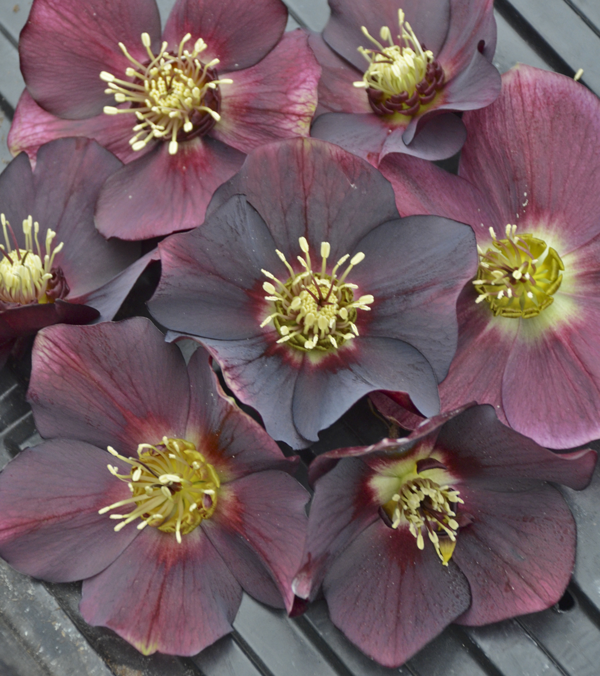 Honeymoon® Rome in Red - Lenten Rose - Helleborus hybrid | Proven