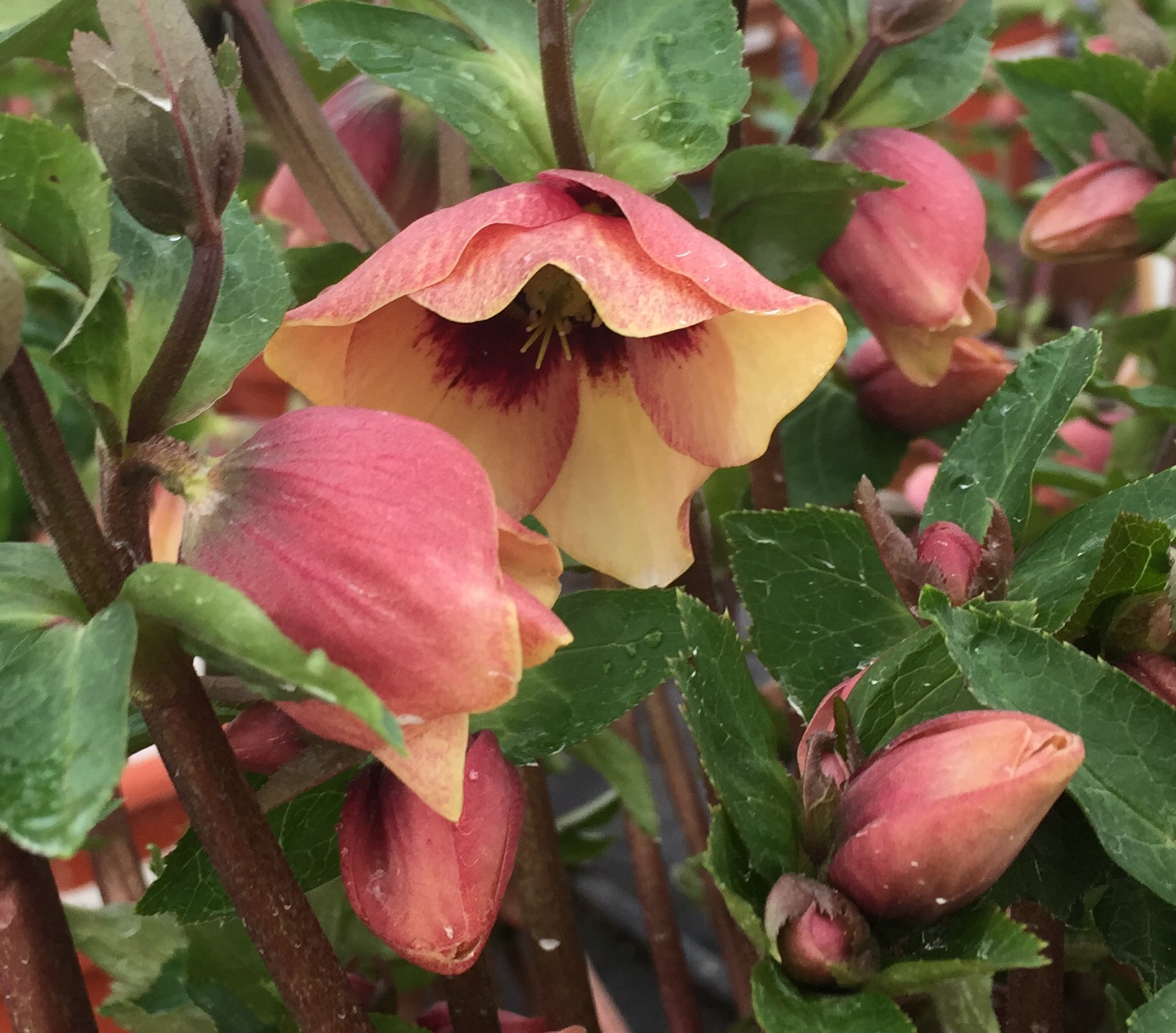 Honeymoon® Sandy Shores - Lenten Rose - Helleborus hybrid | Proven