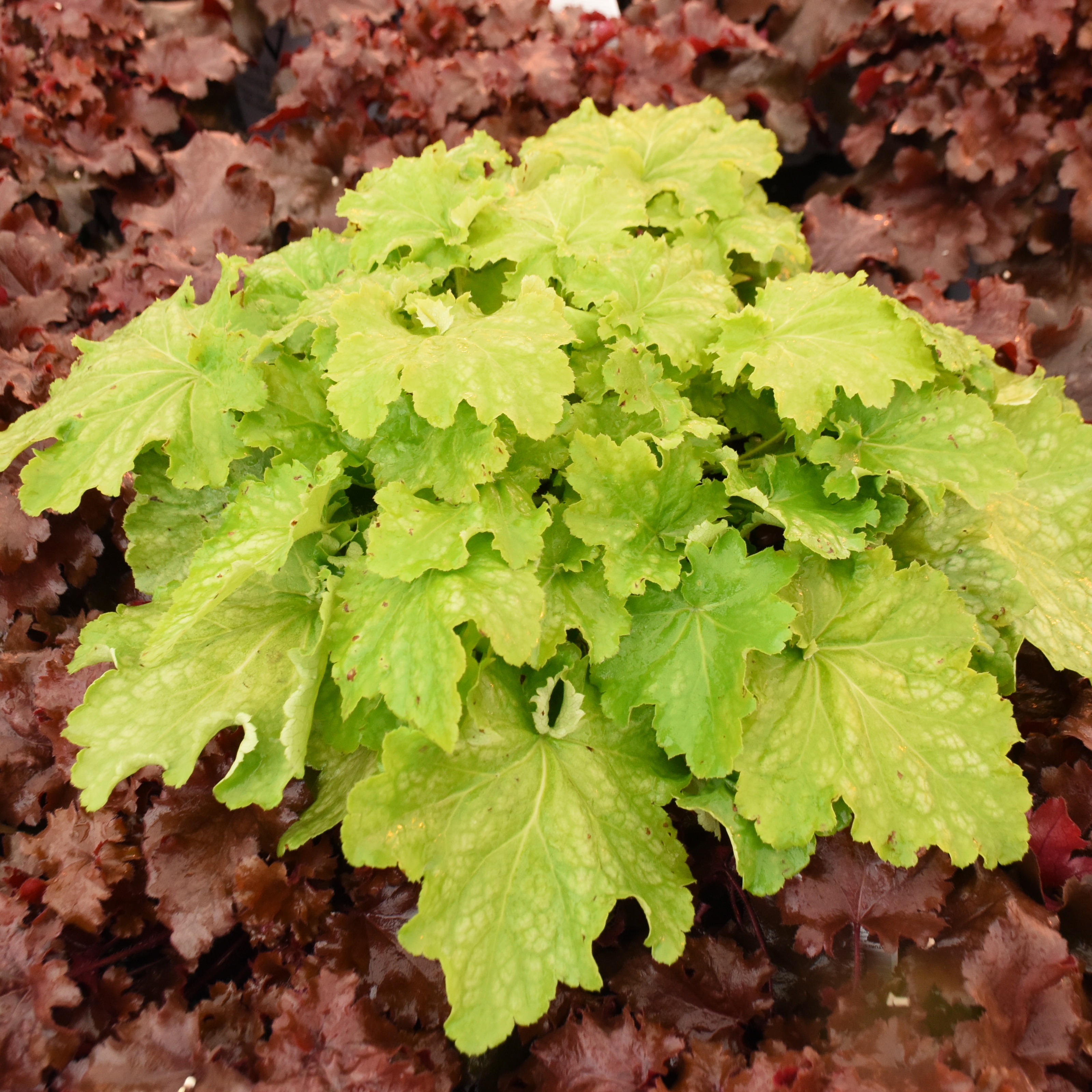 Dressed Up® 'Ball Gown' - Coral Bells - Heuchera hybrid