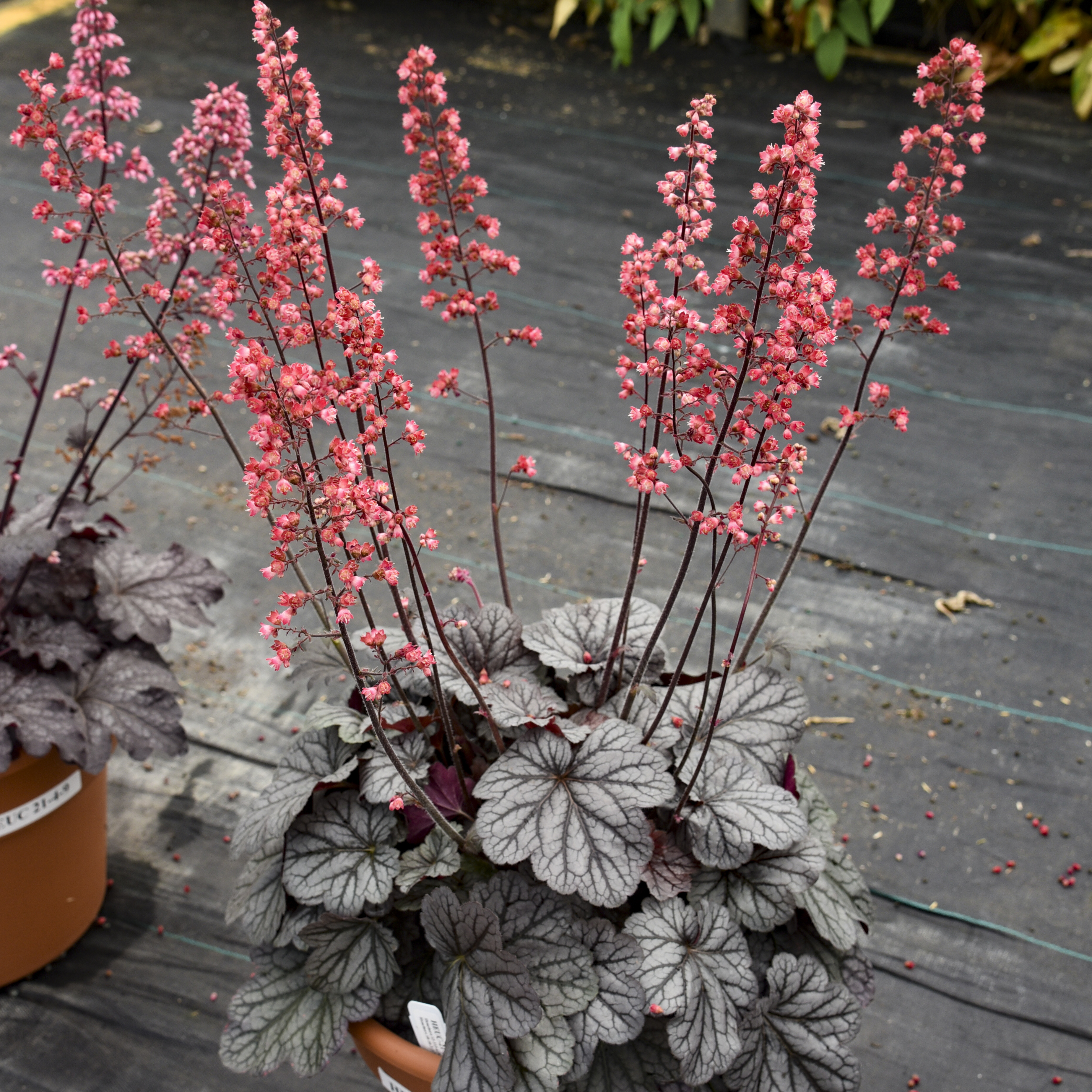 Dolce 'Glazed and Infused' - Coral Bells - Heuchera hybrid | Proven Winners