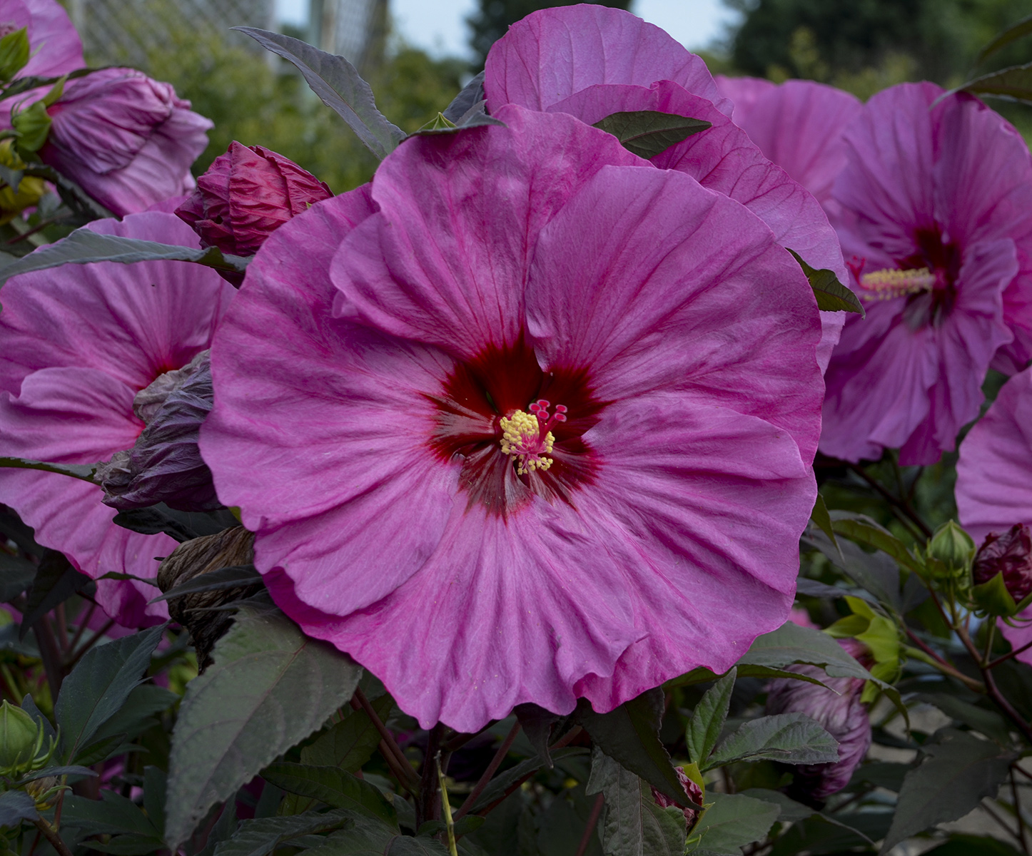 Summerific 'Berry Awesome' - Rose Mallow