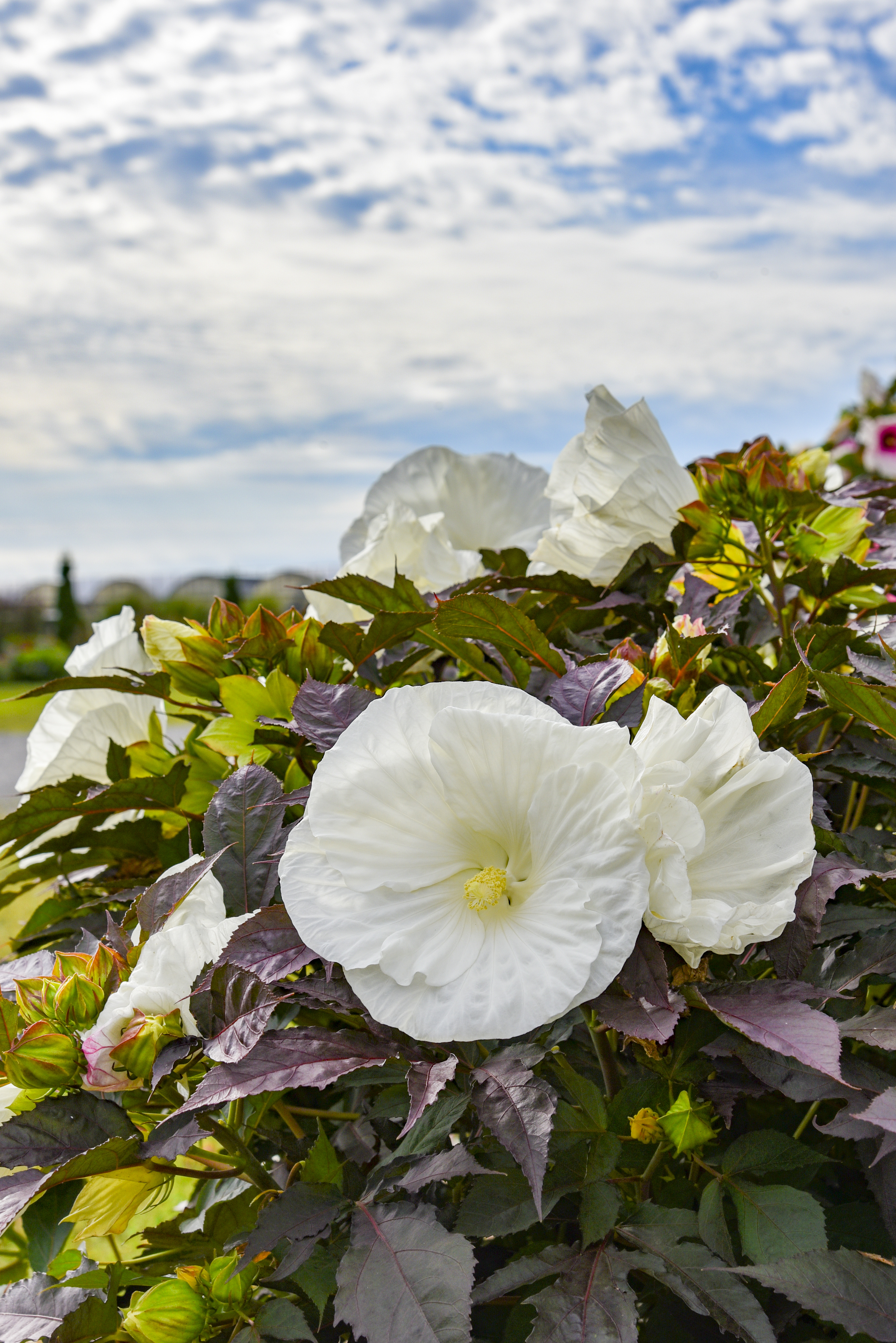 Summerific® 'Cookies and Cream' - Rose Mallow - Hibiscus hybrid