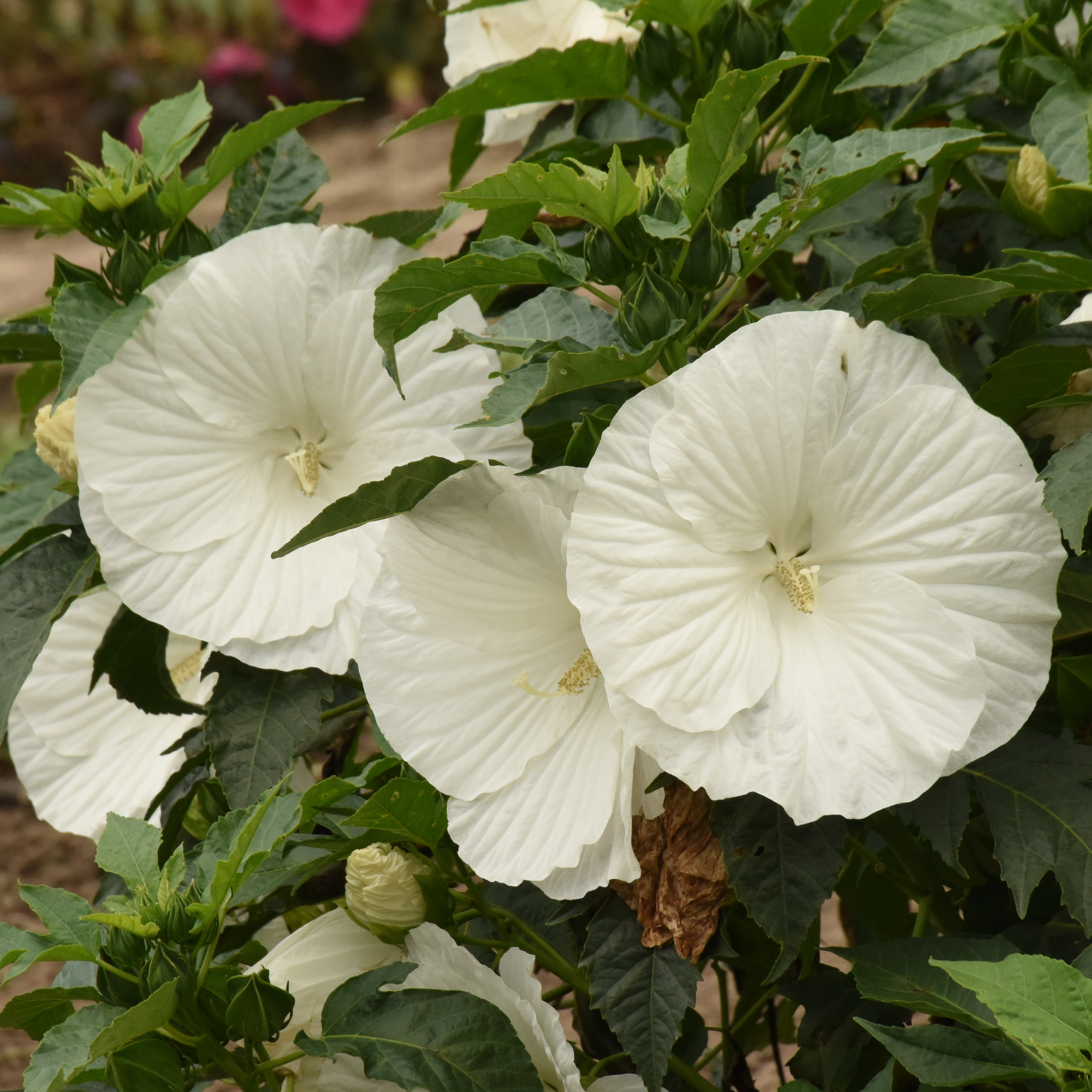 Marshmallow Moon' - Rose Mallow, Hardy Hibiscus - Hibiscus hybrid