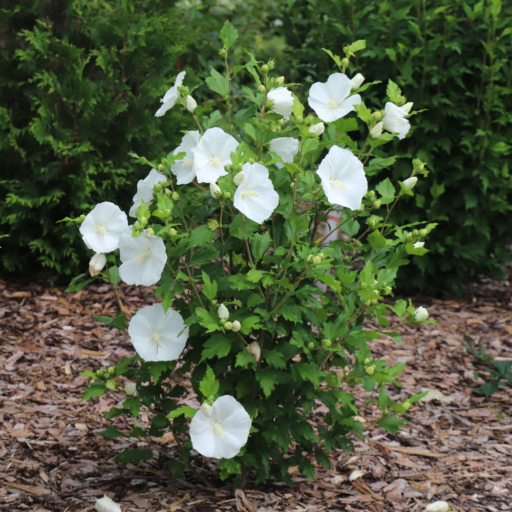 Paraplu&reg; Pure White