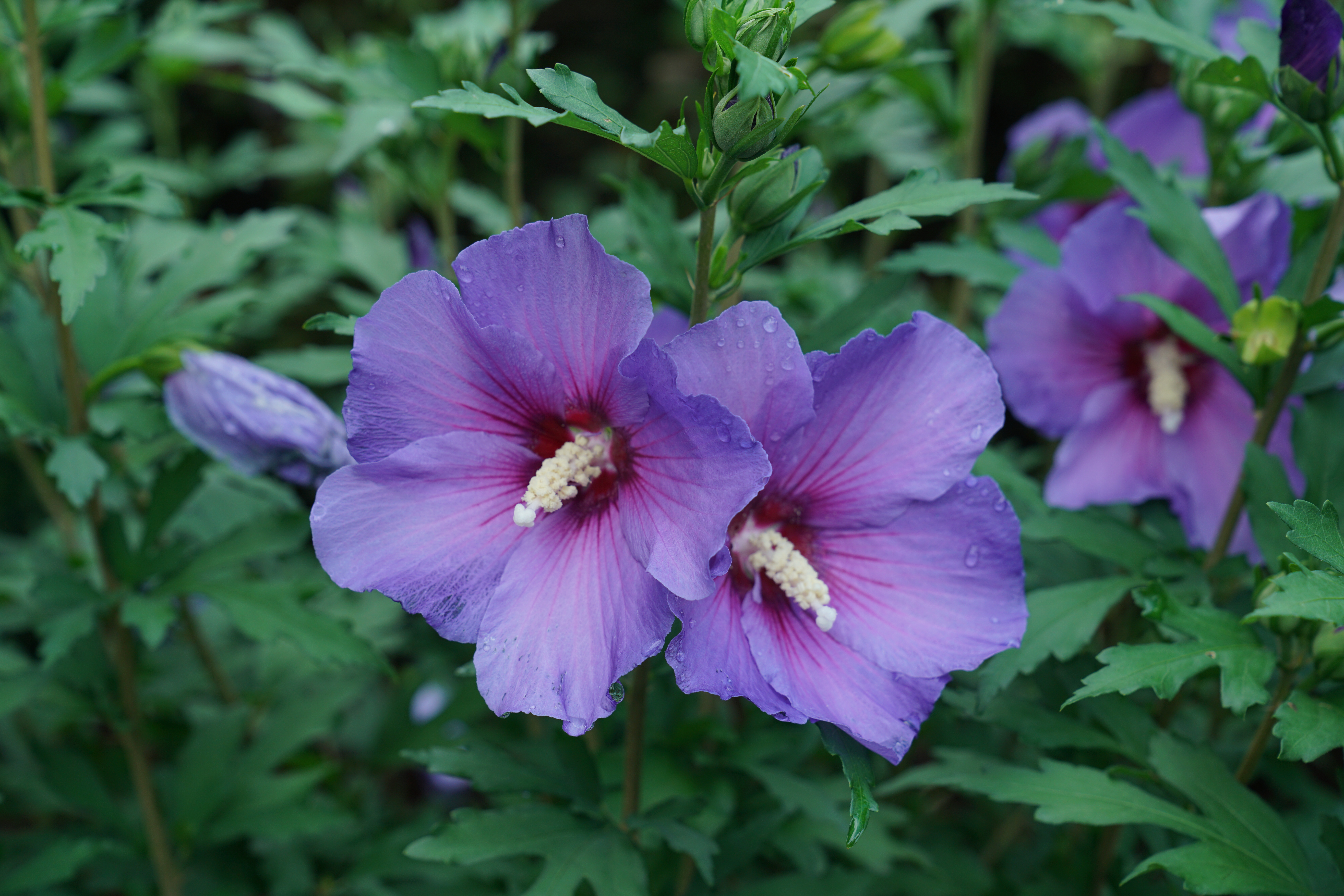 Image of Purple rose of Sharon pressed flower