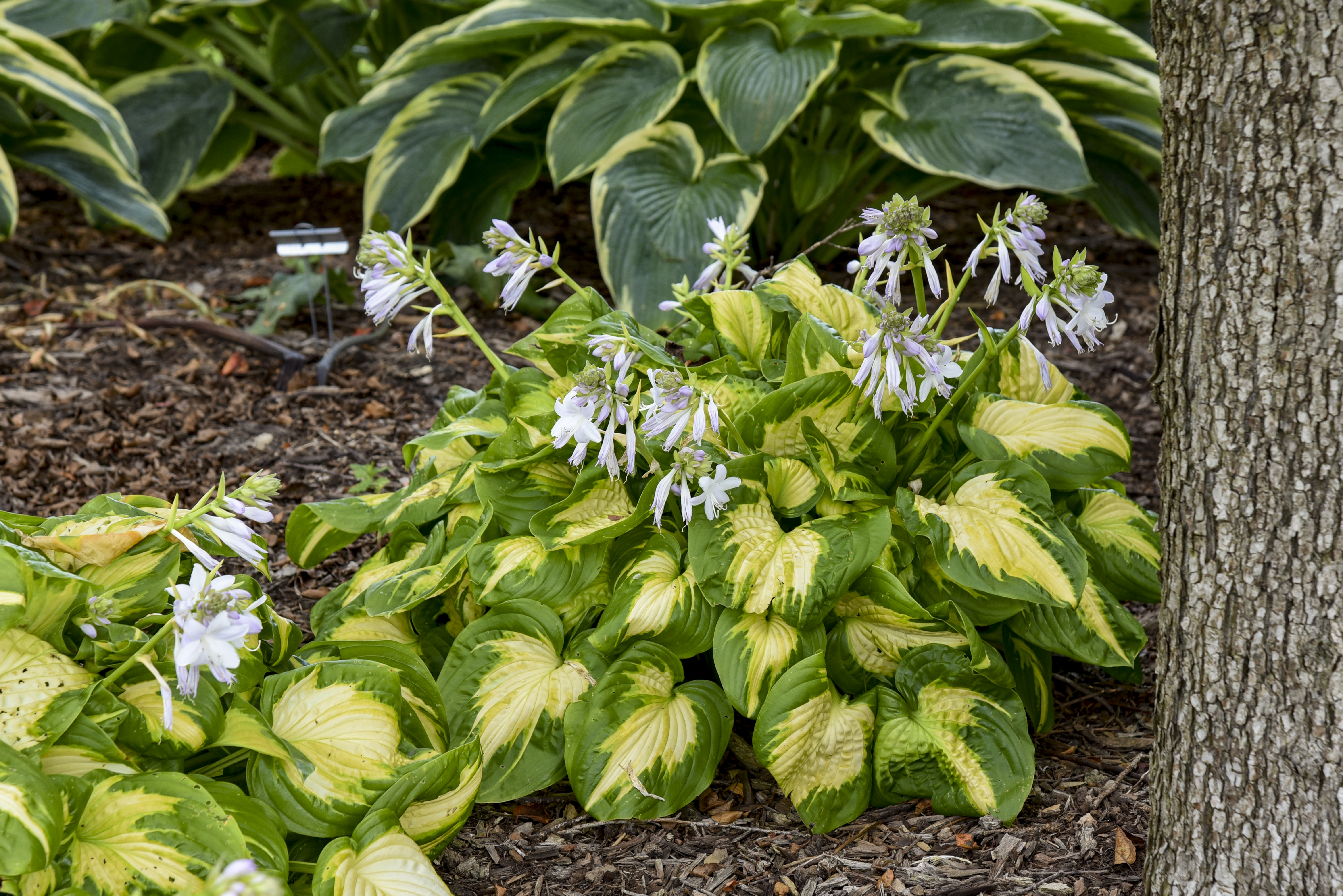 Hosta Shadowland  'Etched Glass'