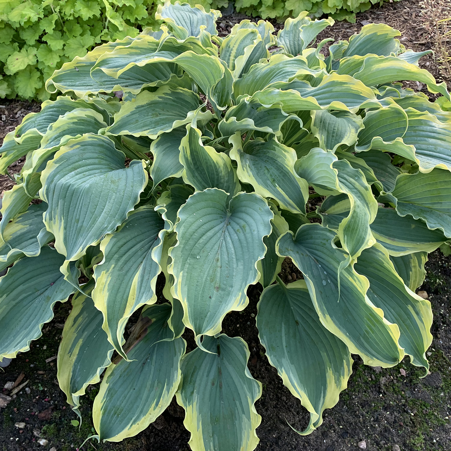 Hosta Shadowland 'Voices in the Wind'