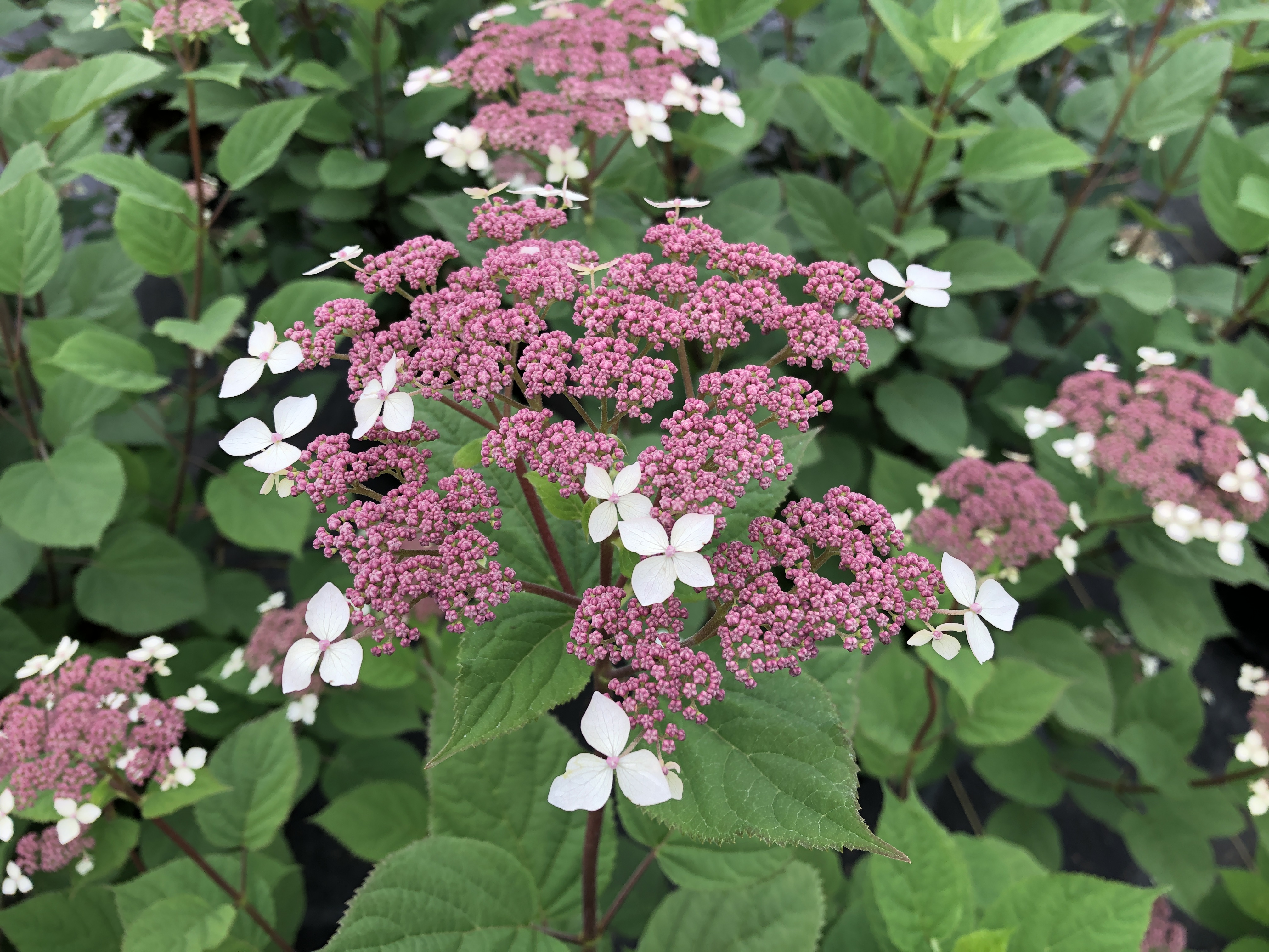 Image of Hydrangea invincibelle lace flower