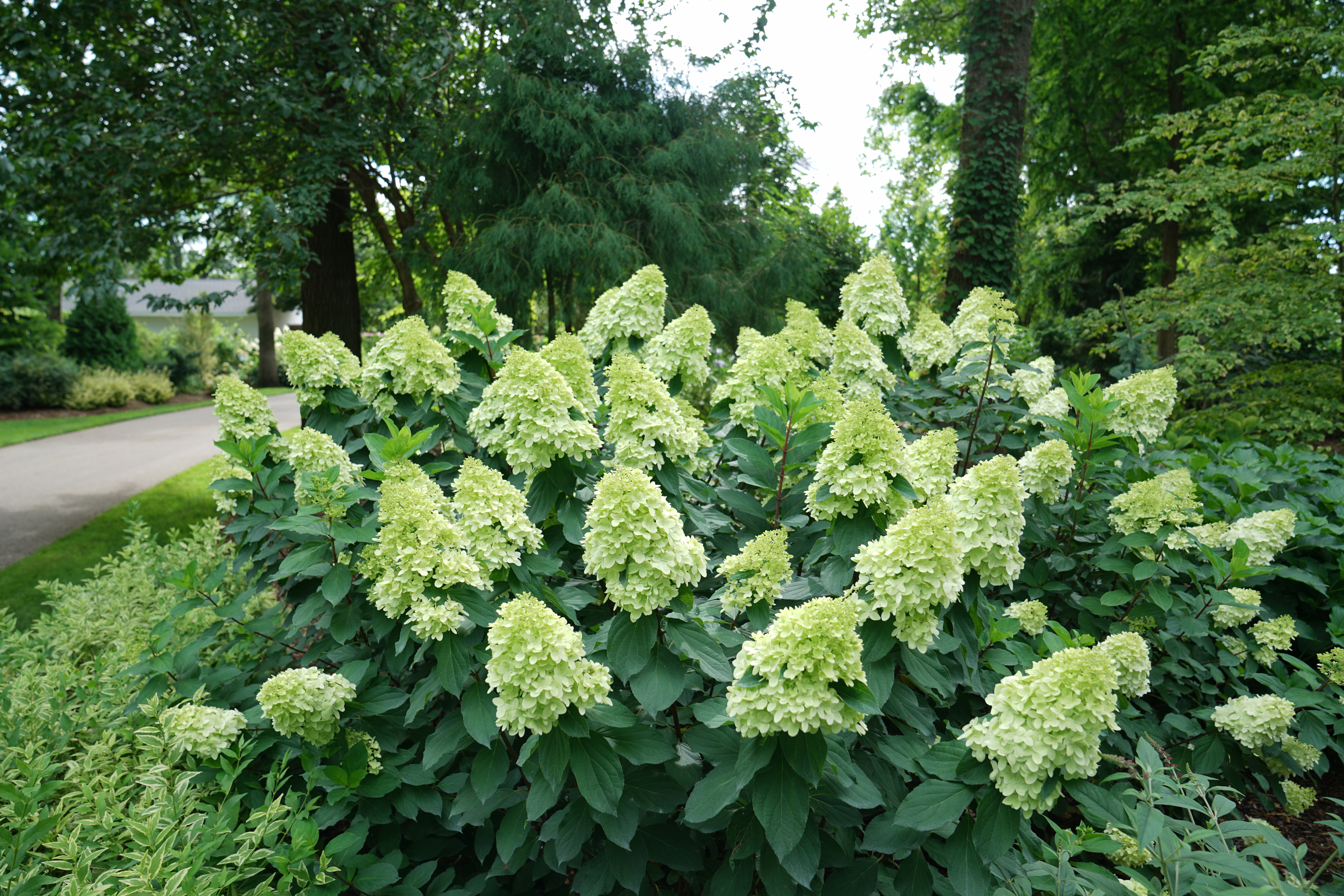Image of Limelight Hydrangea in a garden