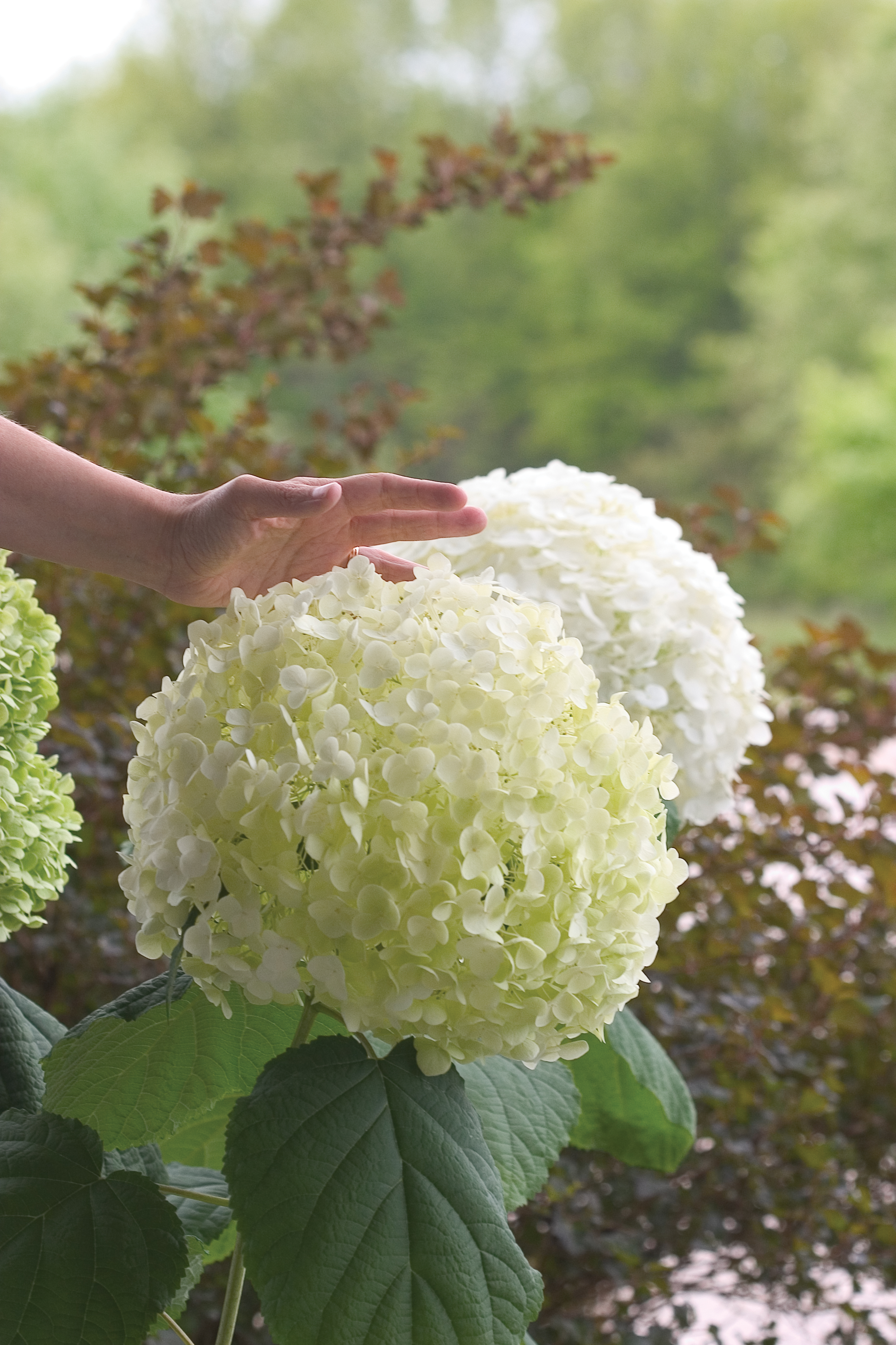 Image of Smooth Hydrangea in Bloom