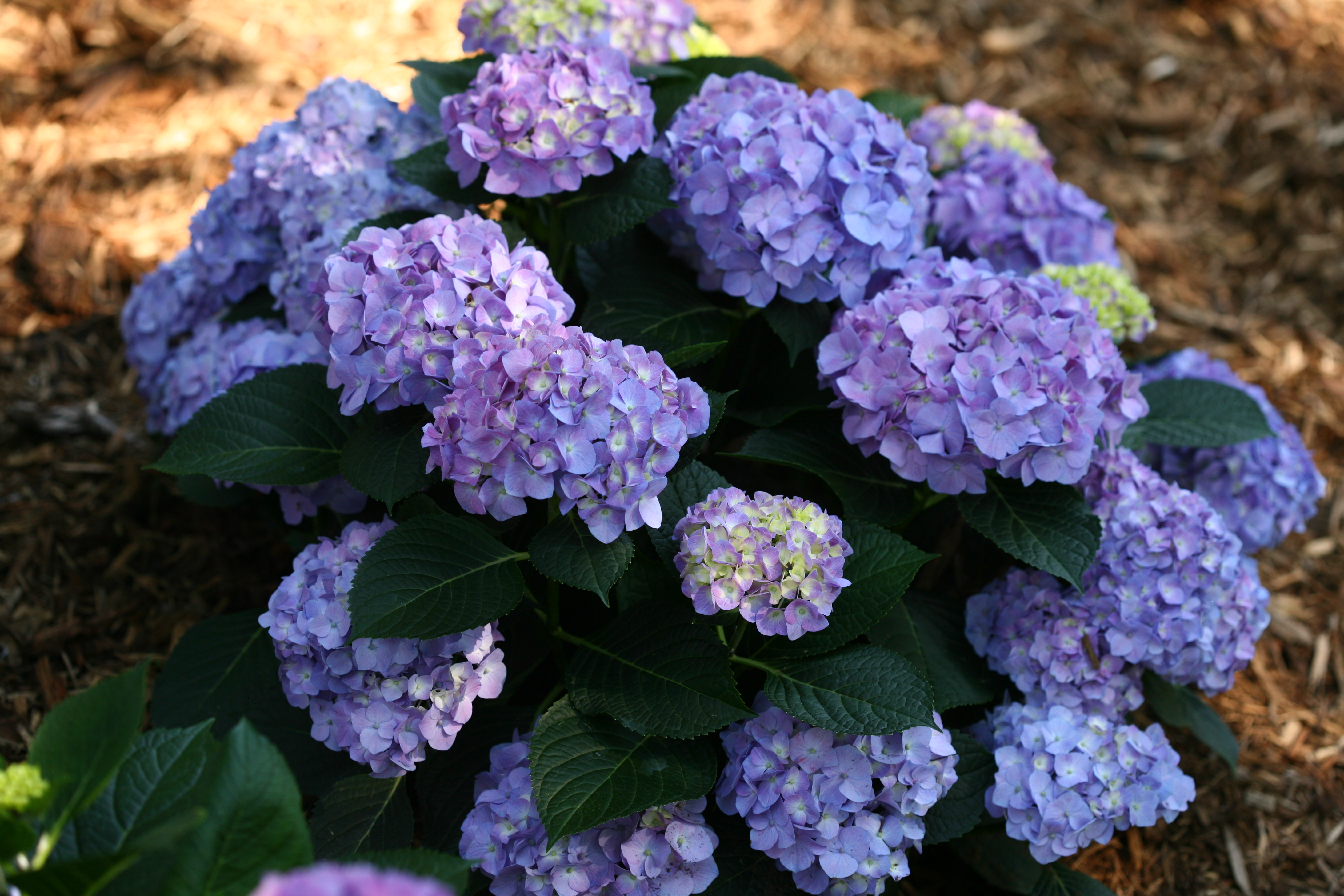 Image of Let's Dance Blue Jangles Hydrangea in a garden, with pink flowers