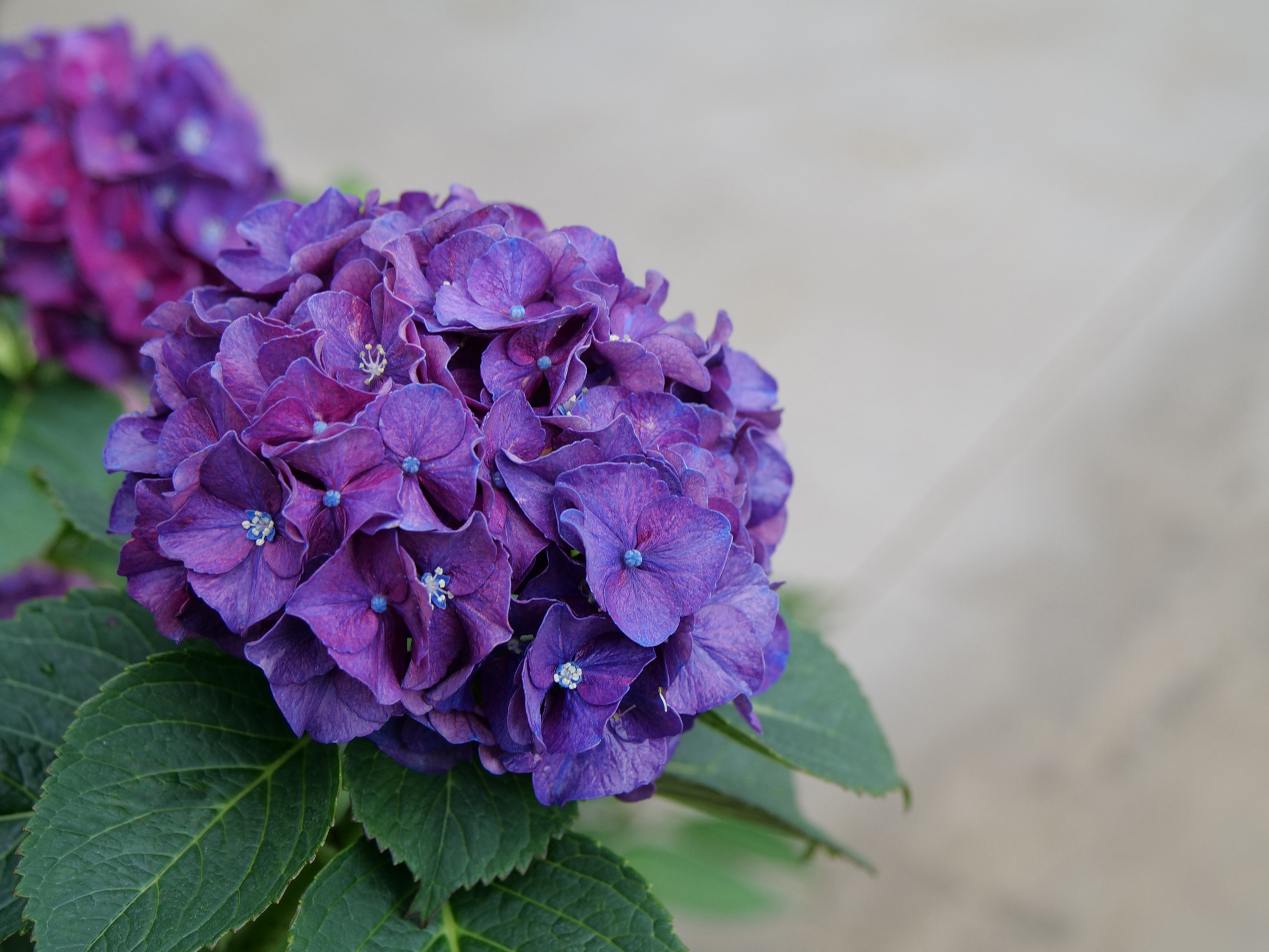 Image of Wee Bit Grumpy hydrangea flower