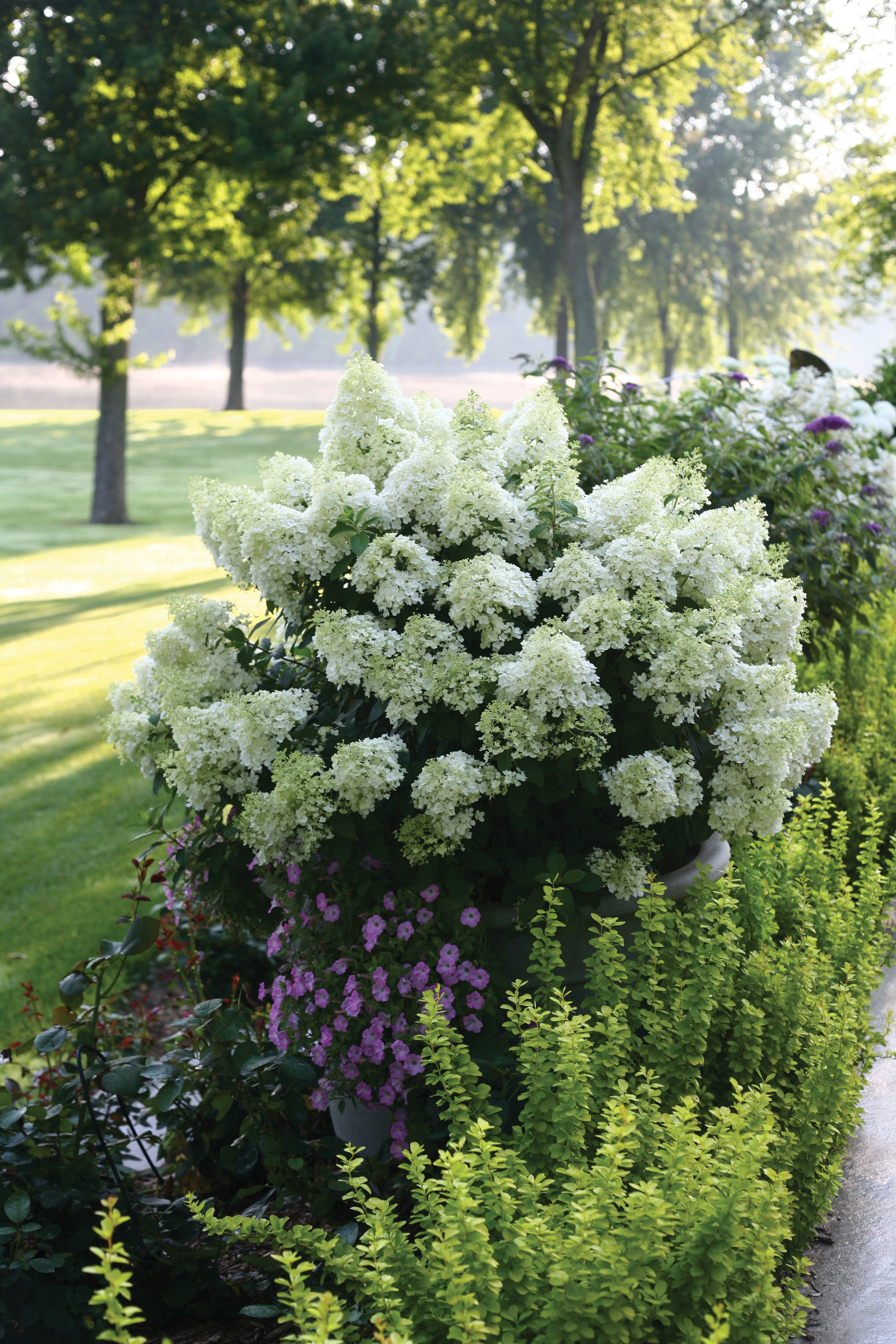 Image of Miniature Hydrangea Paniculata plant