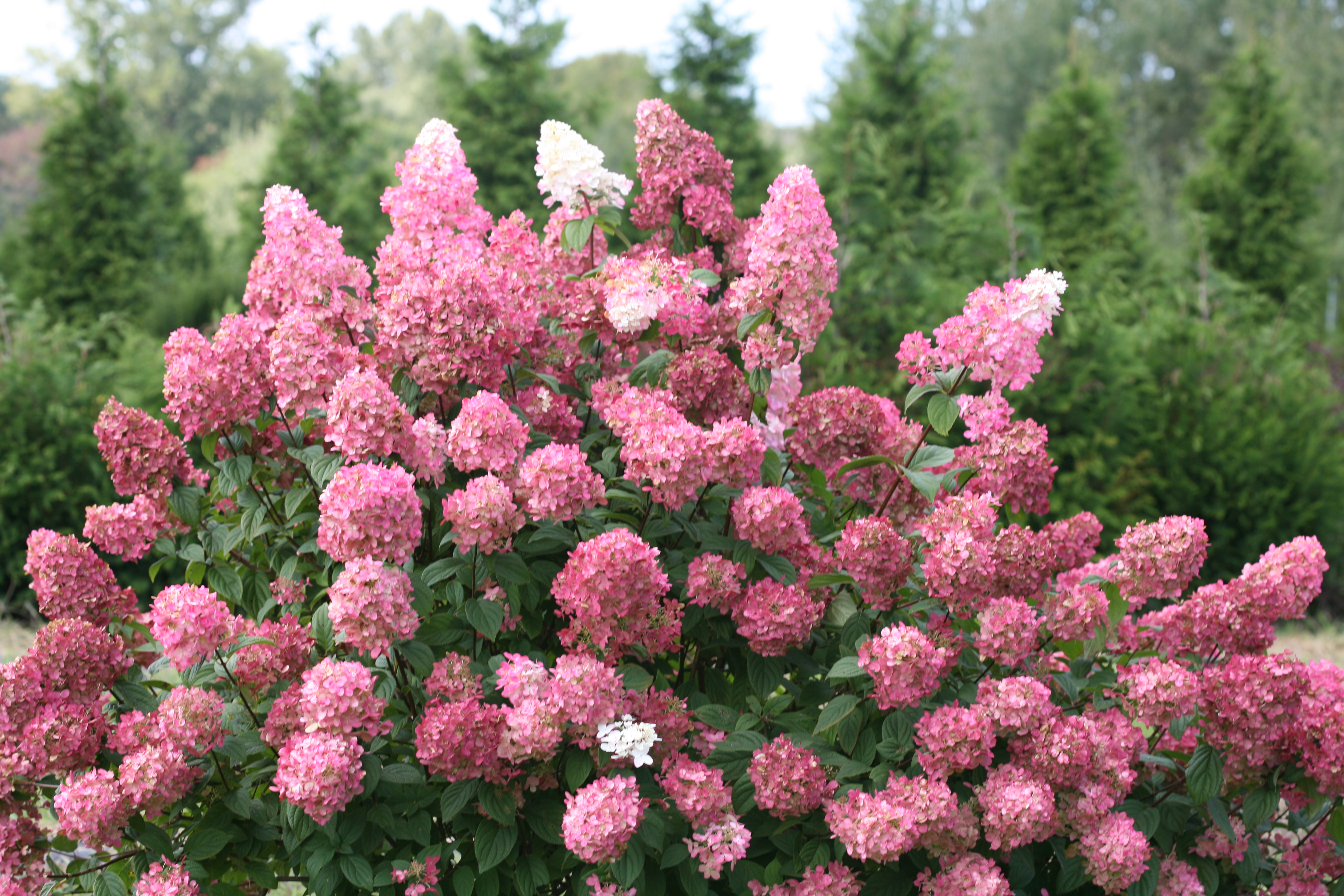 Image of Hydrangea paniculata plant