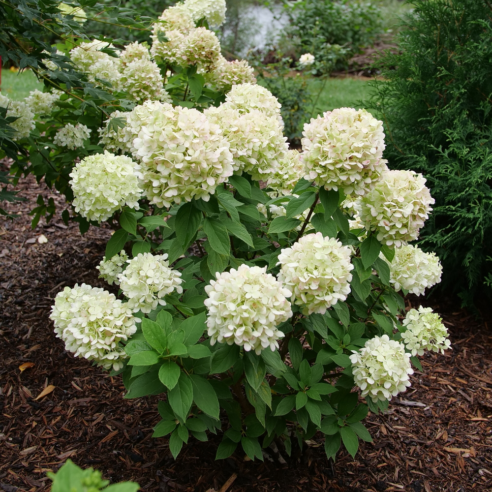 Powerball® - Panicle hydrangea - Hydrangea paniculata | Proven Winners