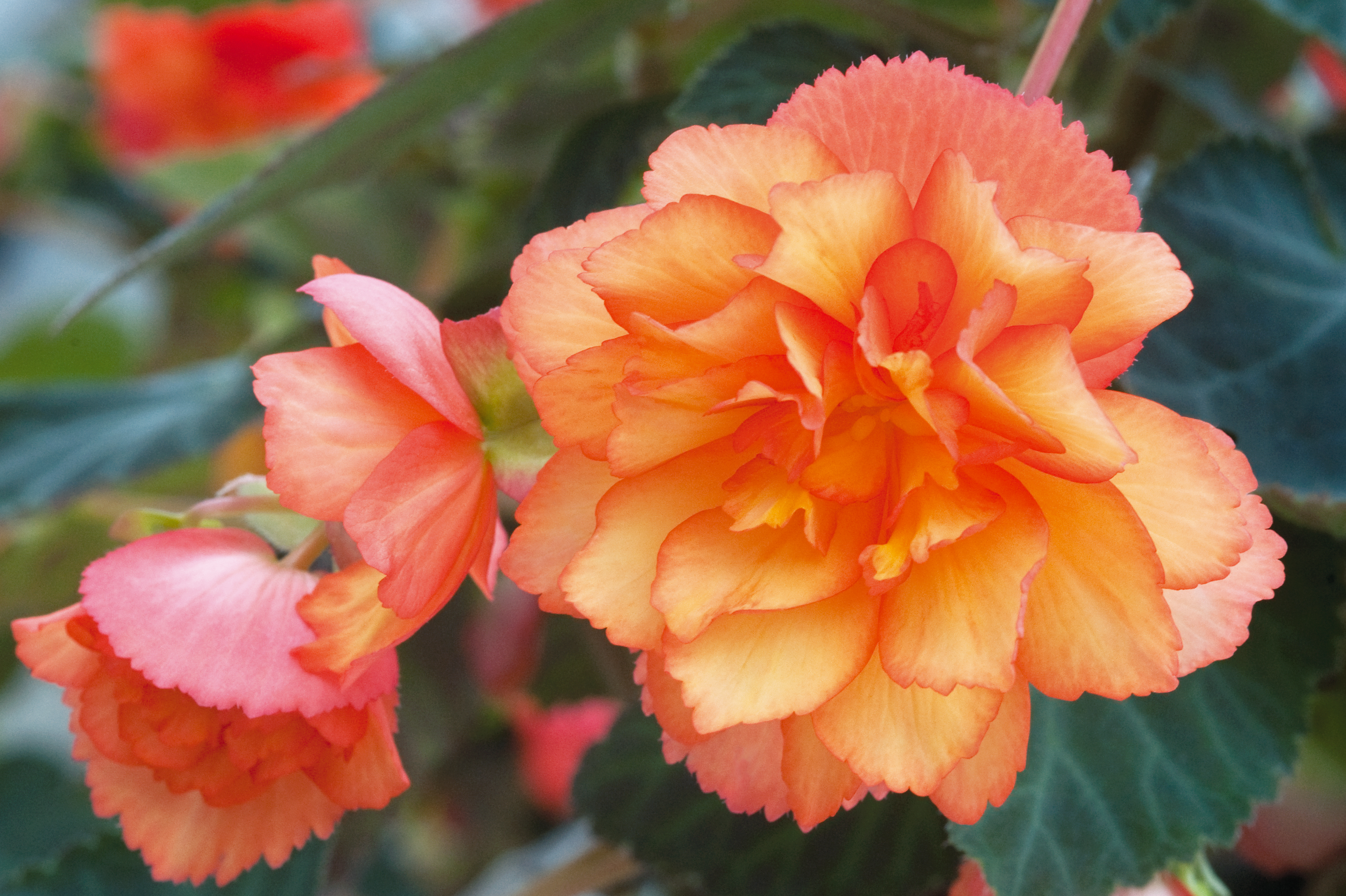 Tuberous Begonia