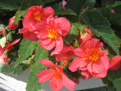Illumination Salmon Pink Tuberous Begonia - Begonia x tuberhybrida