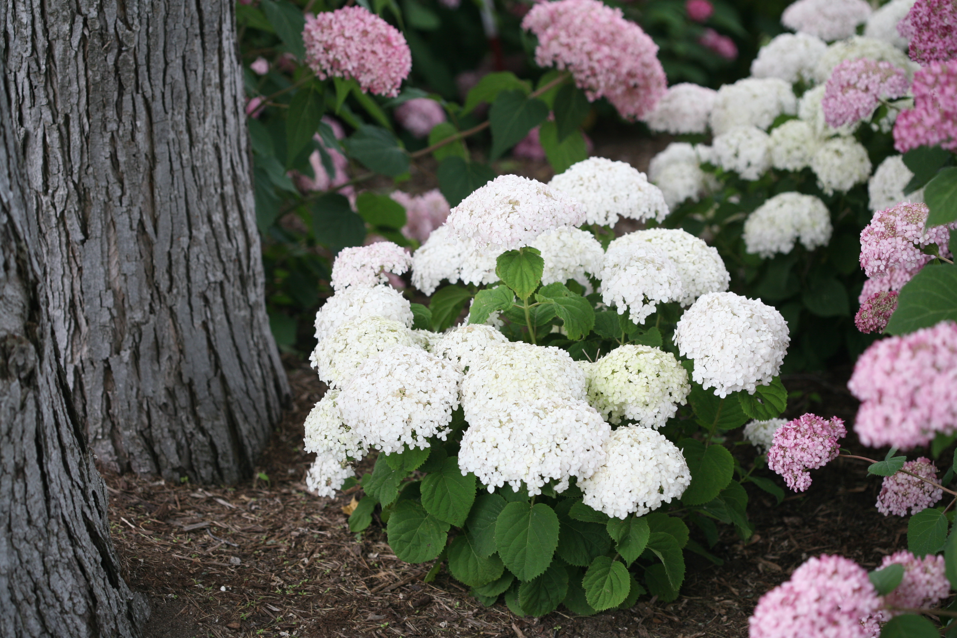 Image of Invincibelle hydrangea flowers in bloom