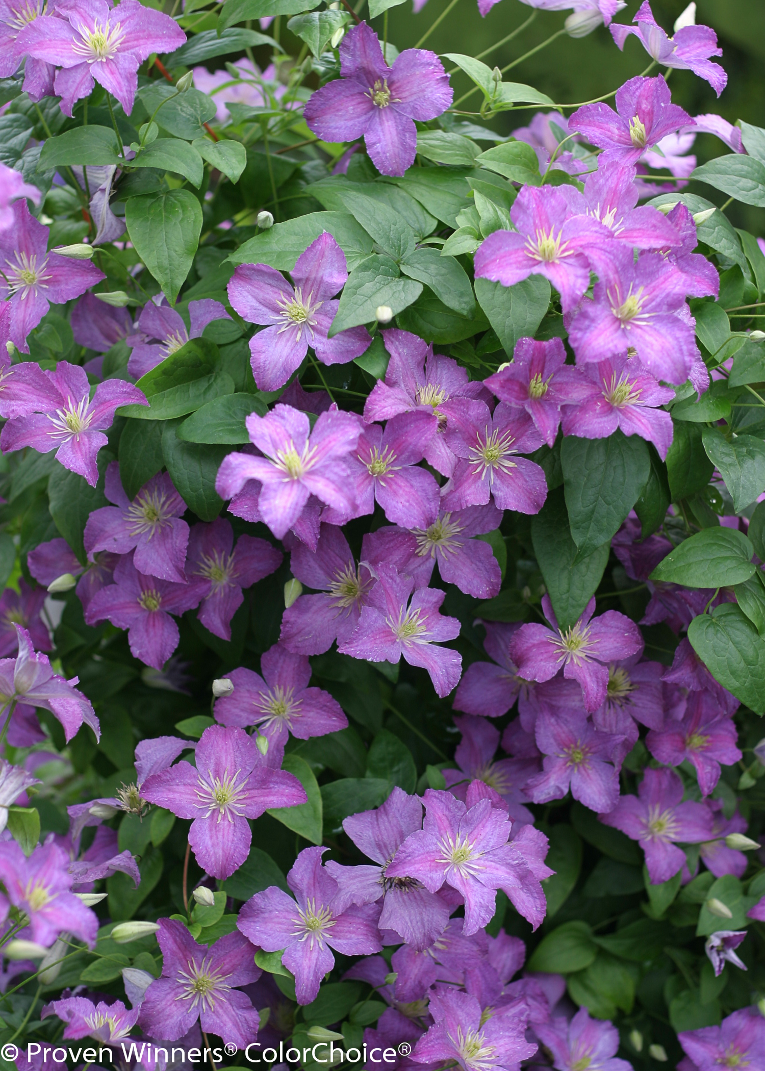 Jolly - Clematis sp. | Proven Winners