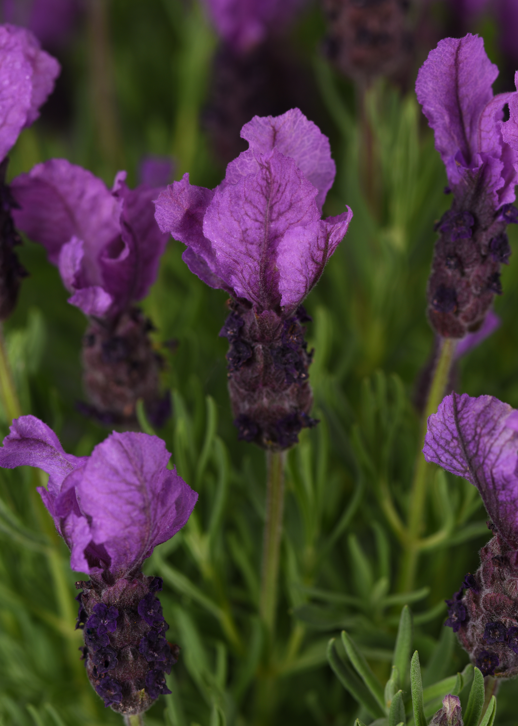 Royal Anouk - Spanish Lavender - Lavandula stoechas | Proven Winners