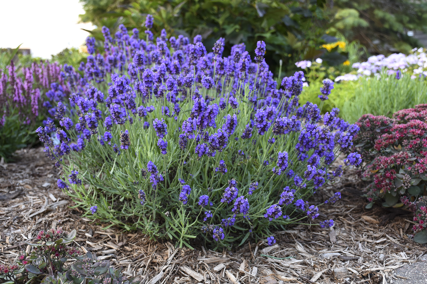 Image of Lavender (Lavandula) perennial