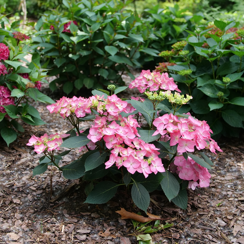 Let's Dance Hot Stepper® - Continuous Blooming Hydrangea
