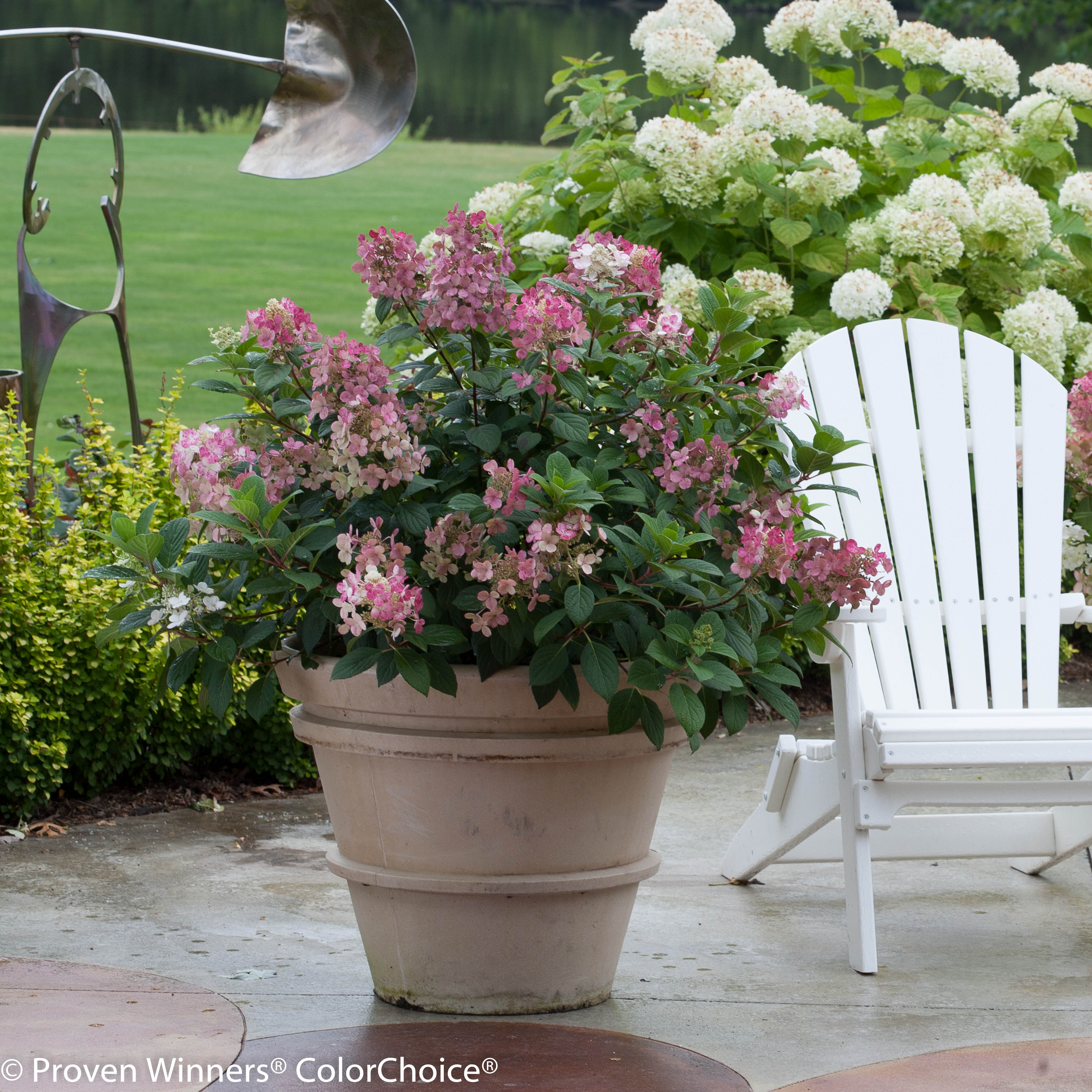 Image of Little Quick Fire Hydrangea in a Pot