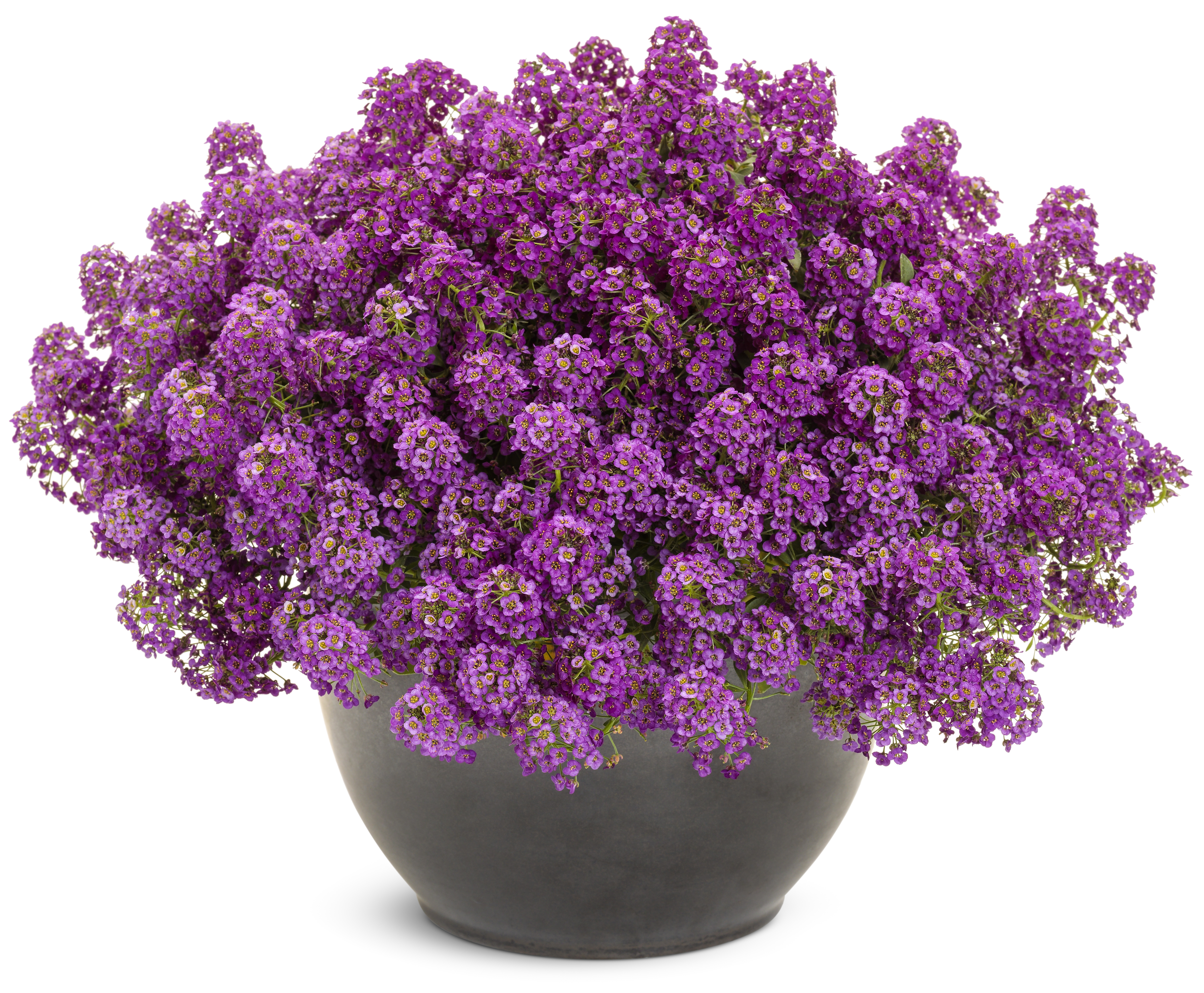 Sweet Alyssum