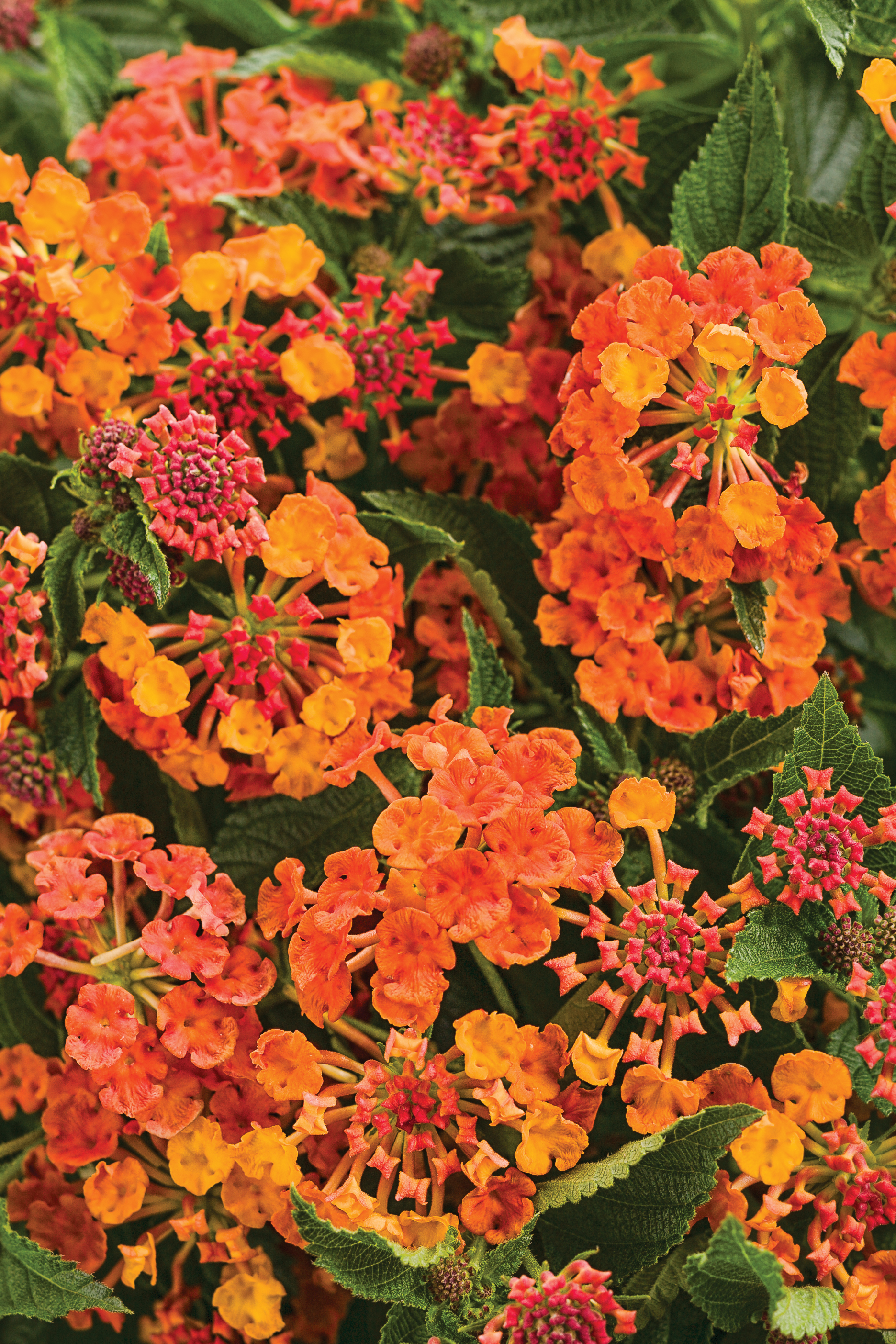 Lantana