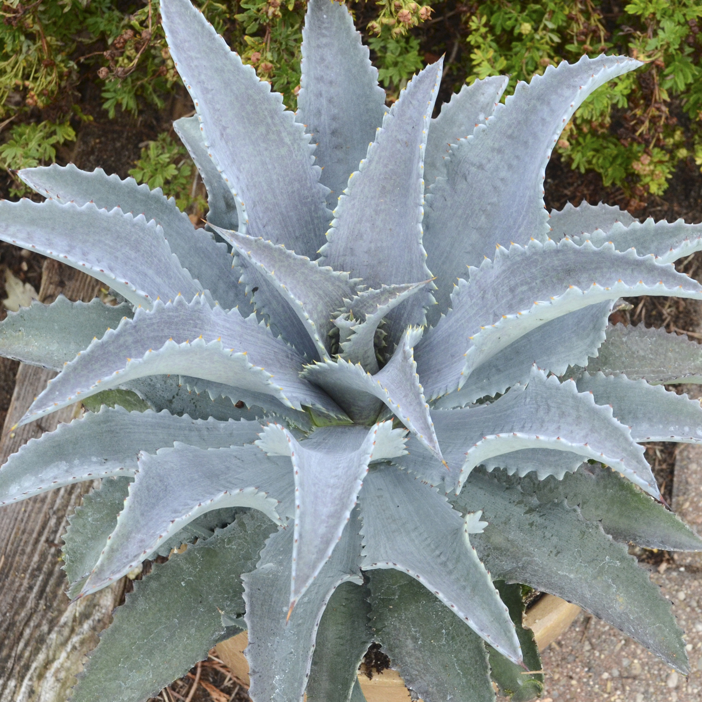 Art & Sol® Silver Fox - Mangave hybrid | Proven Winners
