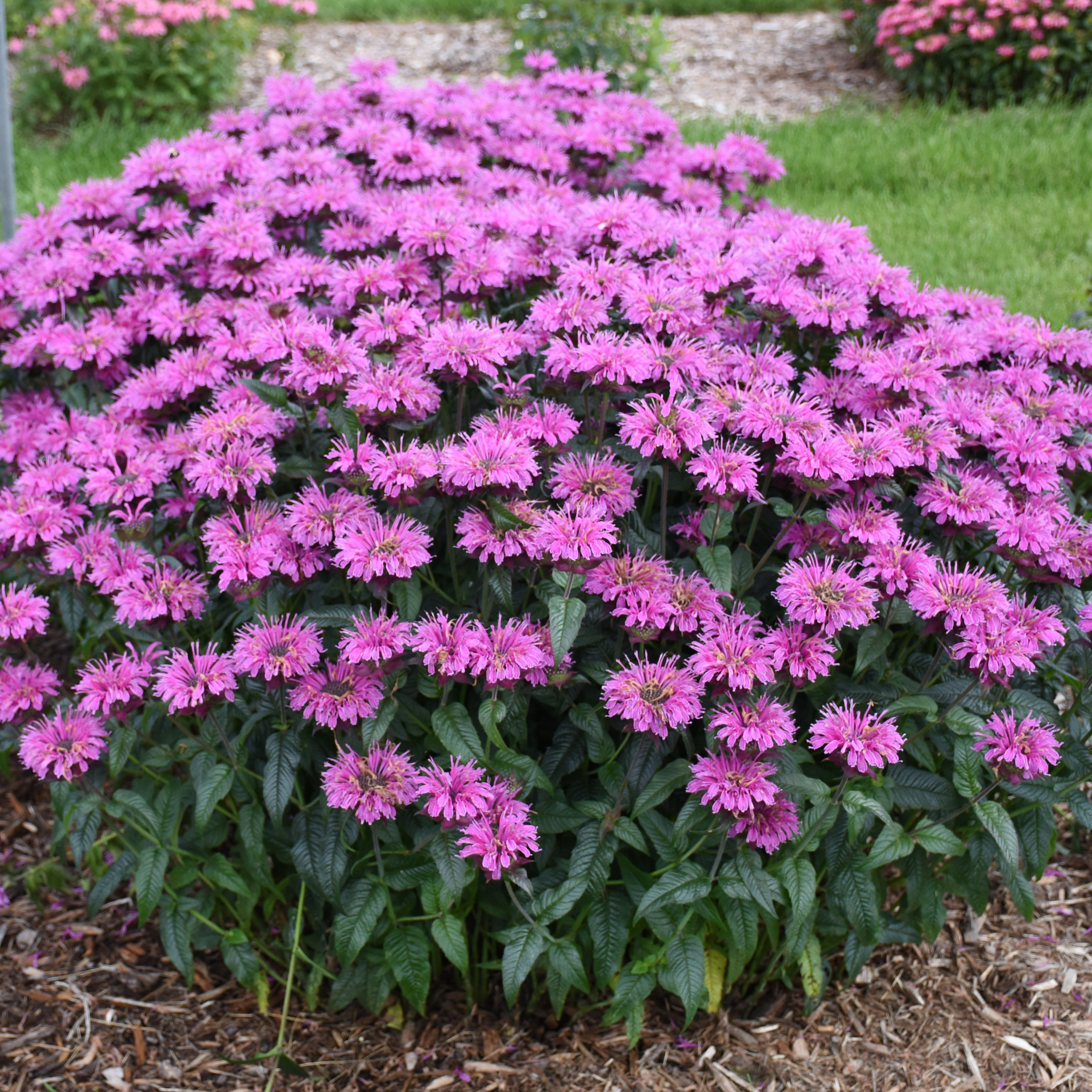 Upscale® 'Lavender Taffeta' - Bee Balm - Monarda hybrid | Proven