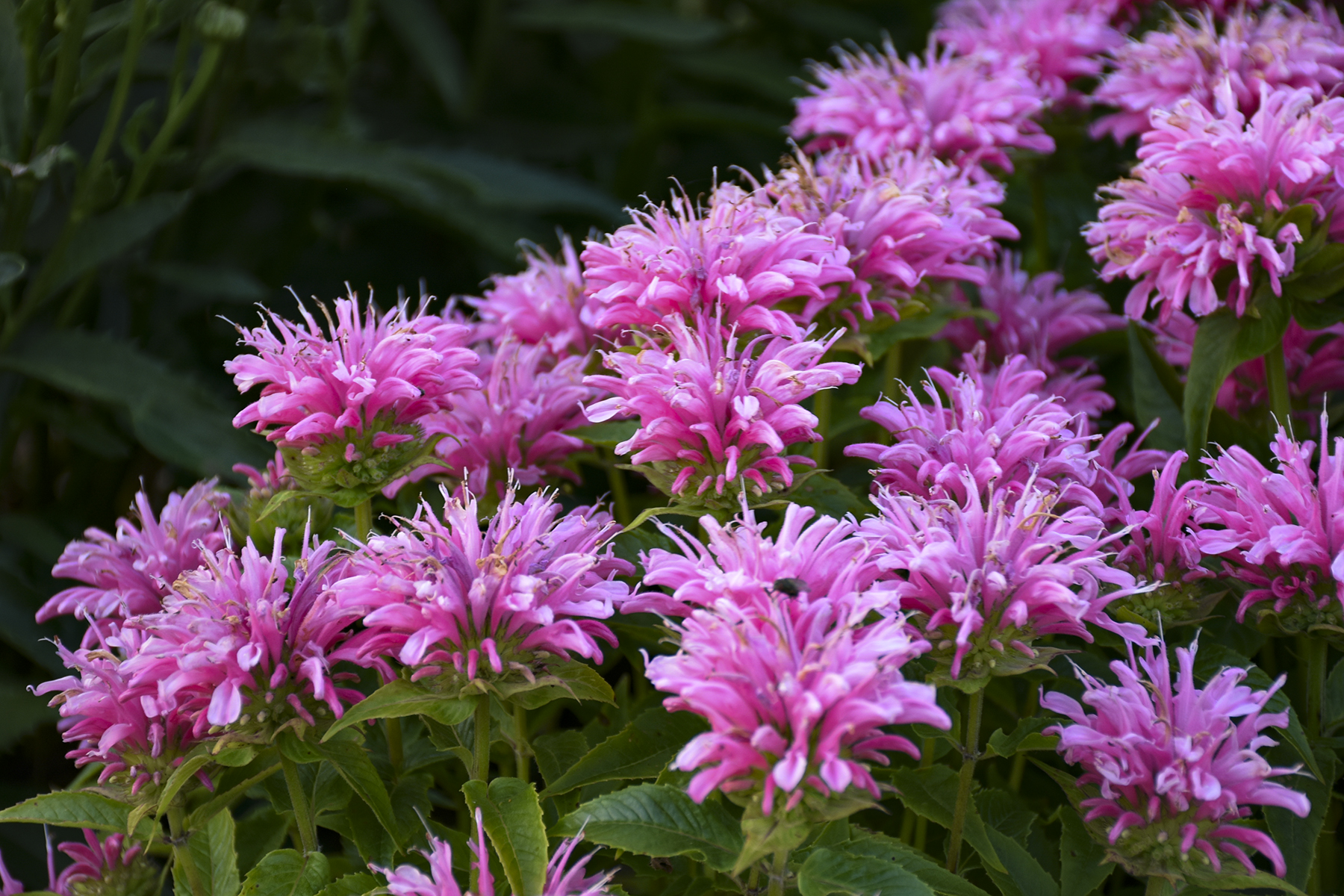 Image of Monarda perennial