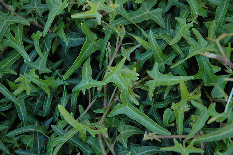 Ivy