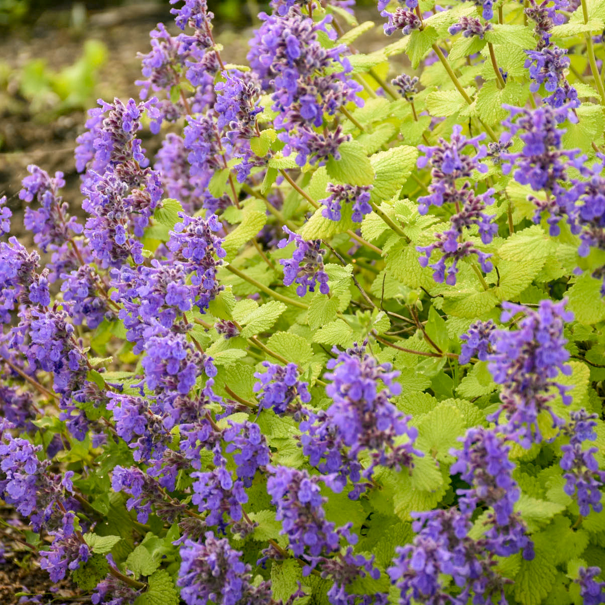 Chartreuse on the Loose' - Catmint - Nepeta hybrid