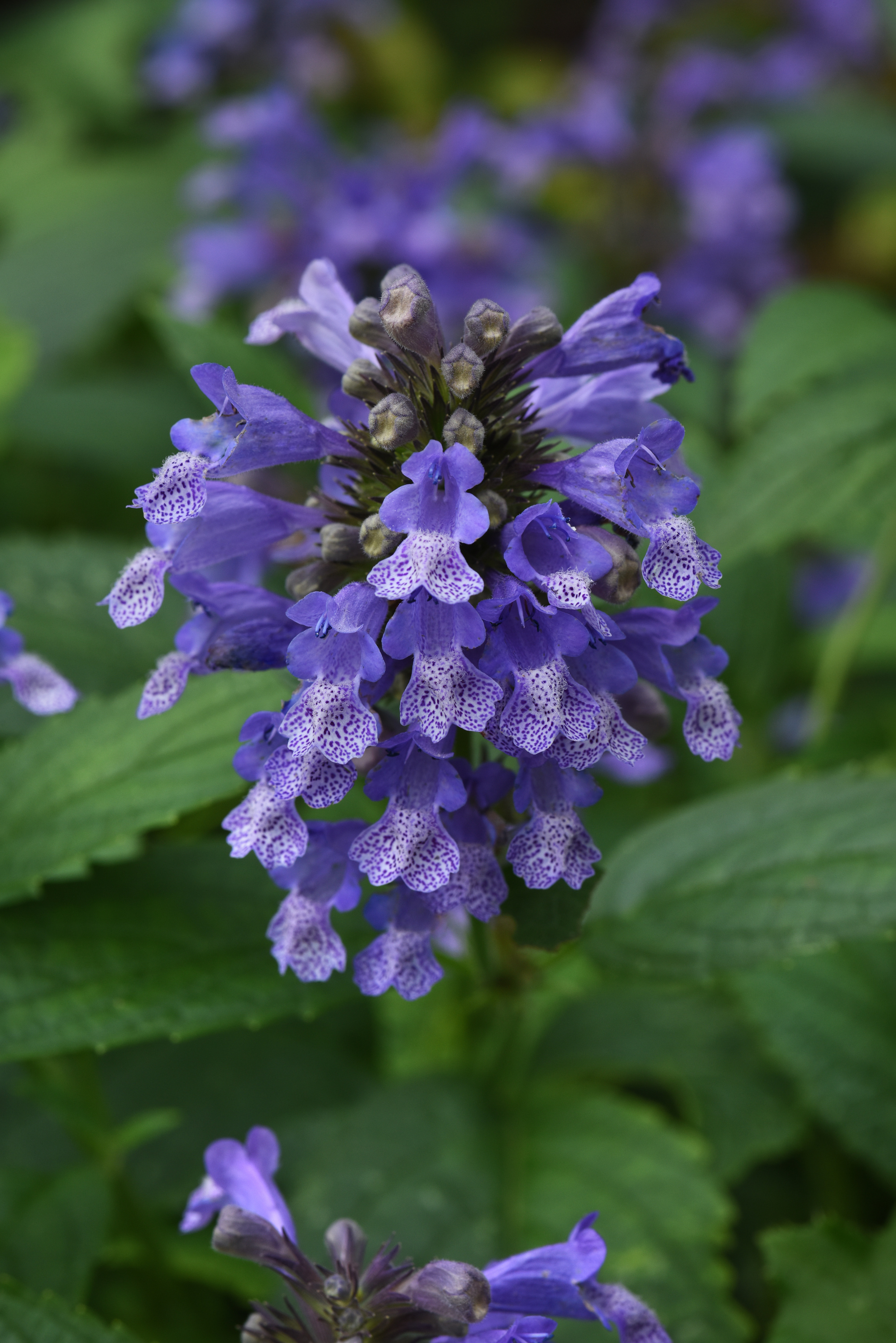 Prelude™ Blue - Japanese Catmint - Nepeta subsessilis | Proven Winners