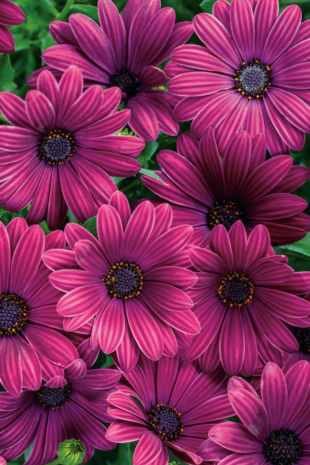 African Daisy