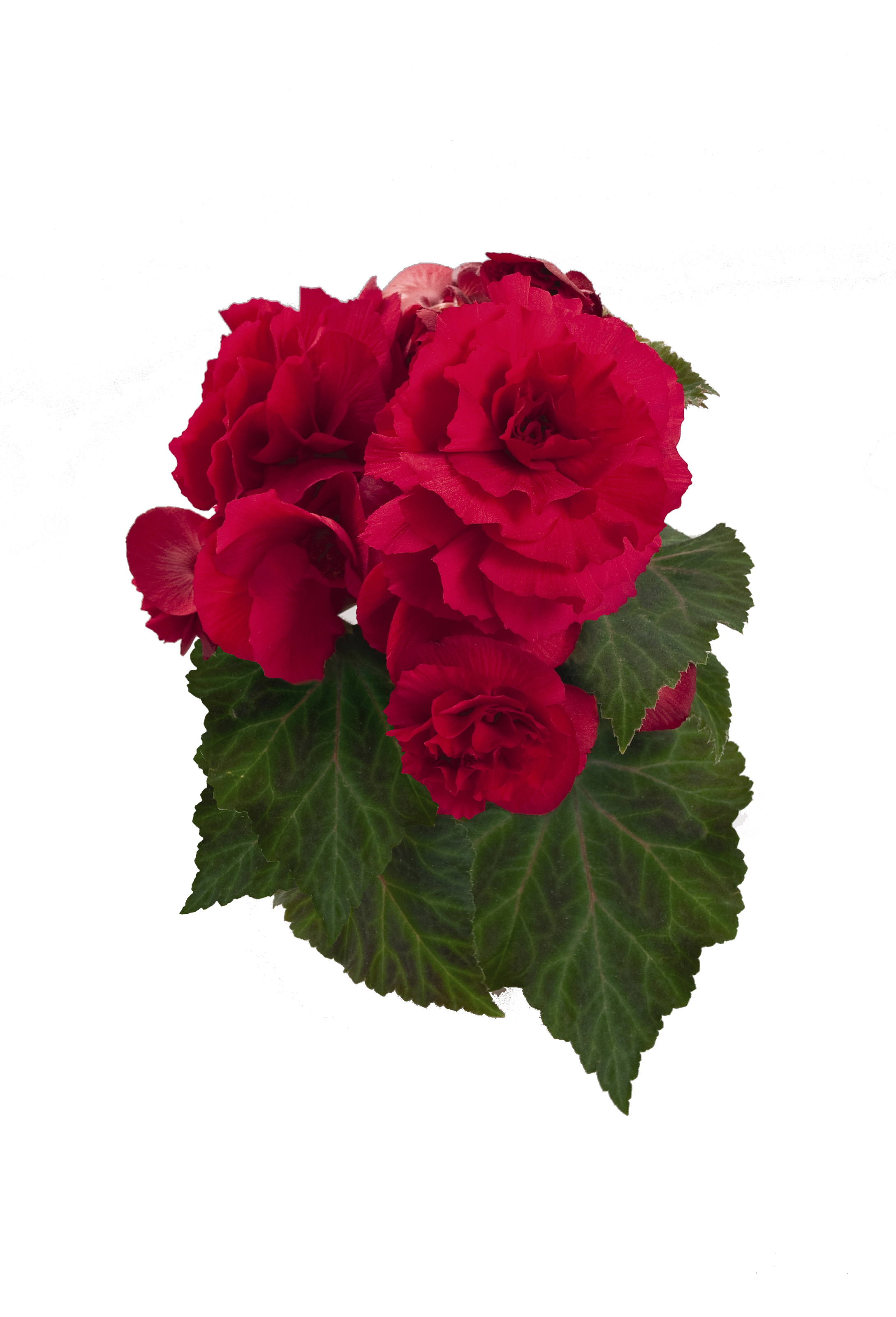 Nonstop Deep Rose Tuberous Begonia - Begonia x tuberhybrida