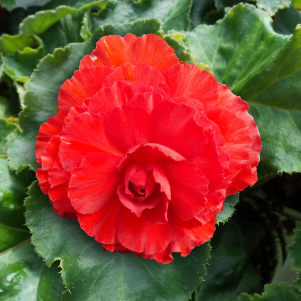 Nonstop Red Tuberous Begonia - Begonia x tuberhybrida