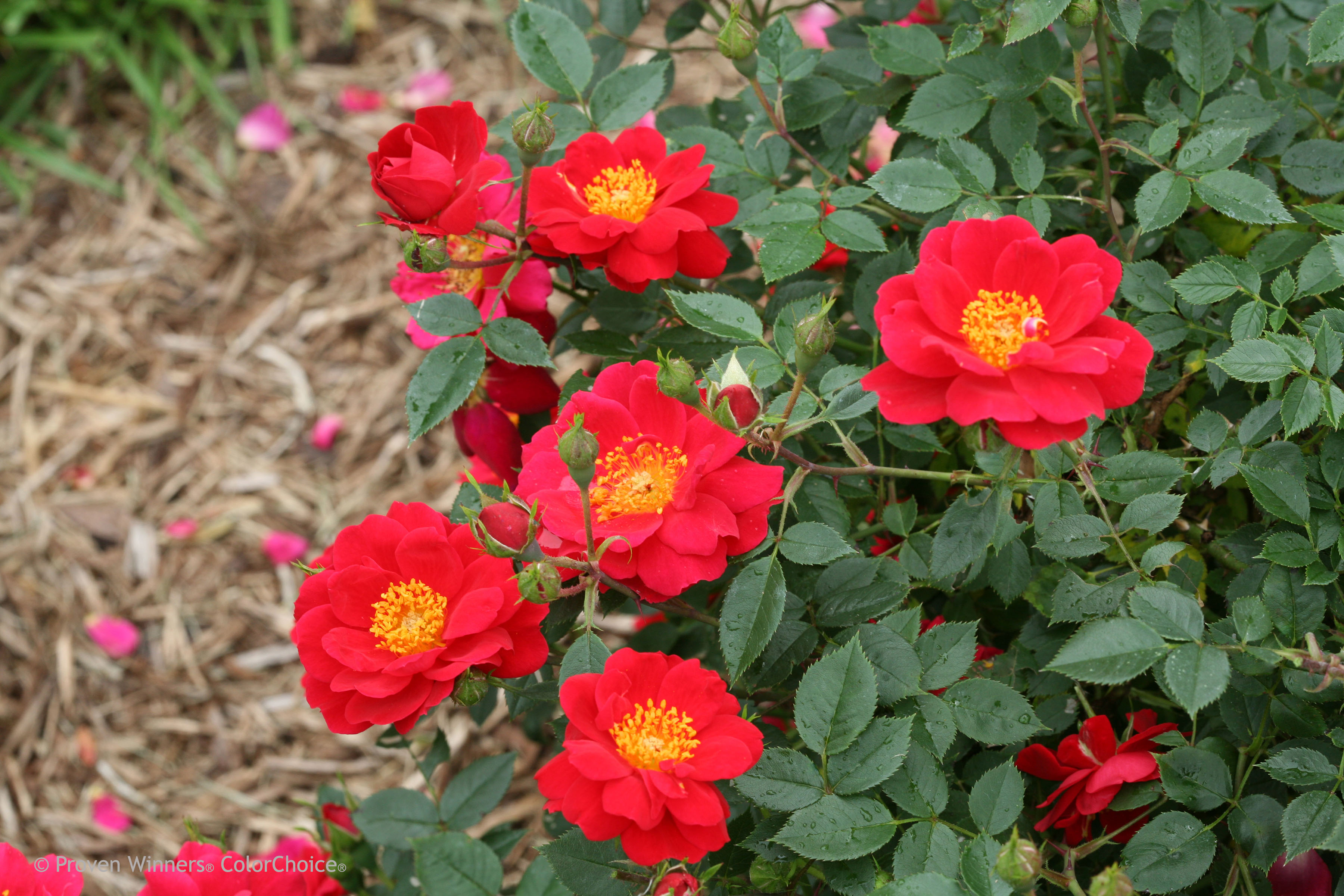 Oso Easy® Urban Legend® - Rose - Rosa x | Proven Winners