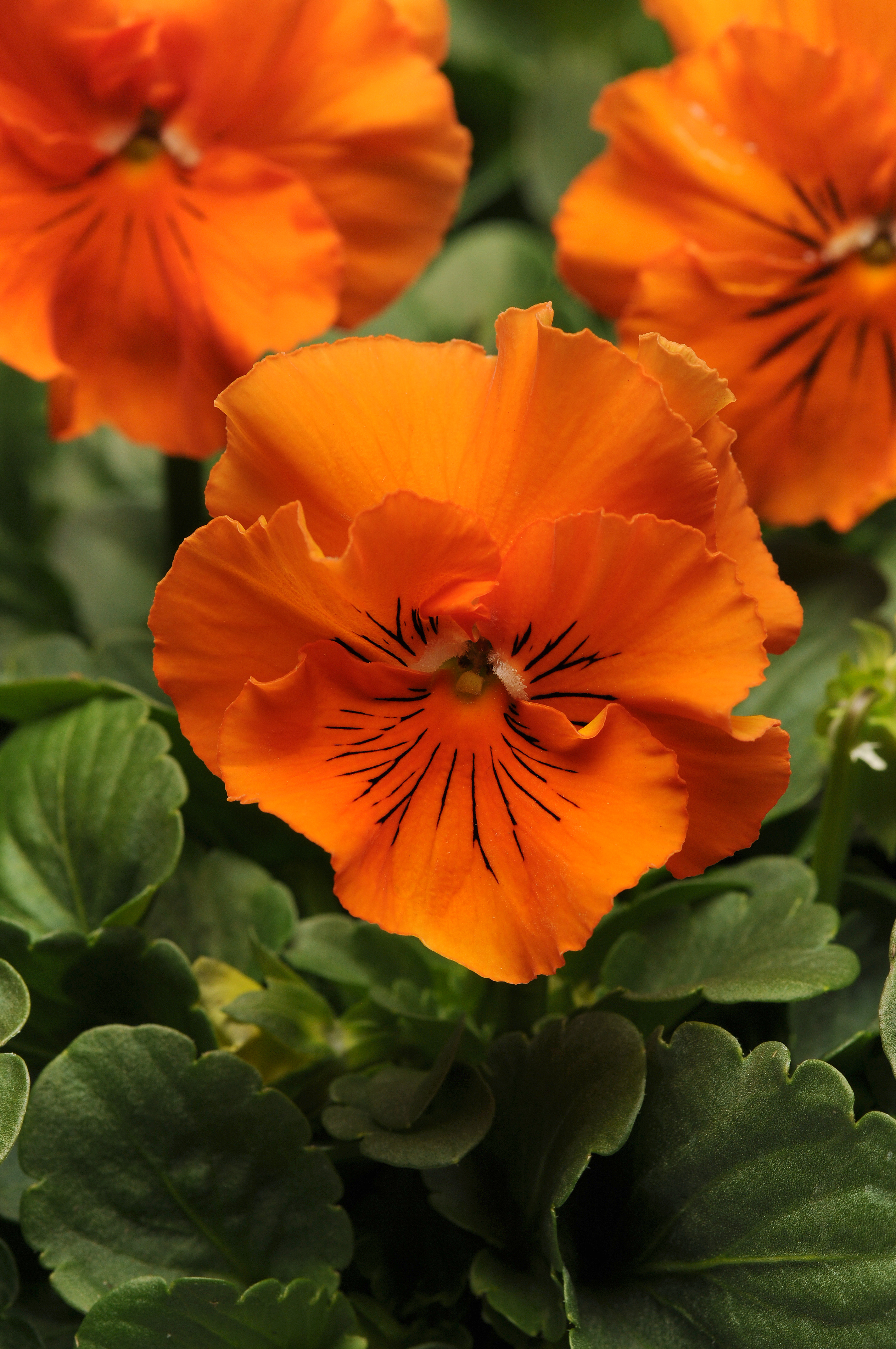 Frizzle Sizzle Orange - Ruffled Pansy - Viola x wittrockiana