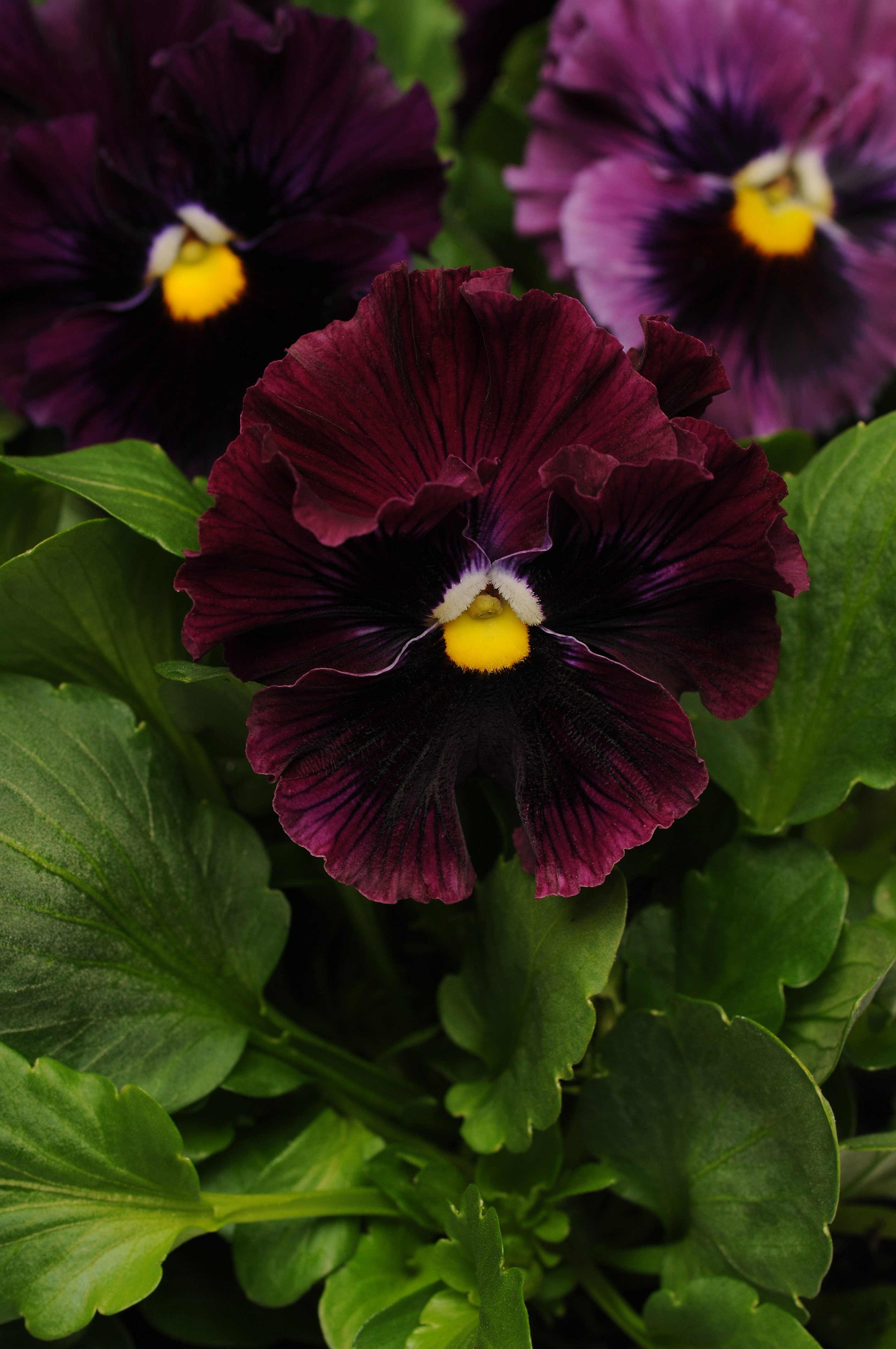 目*ネ様 Apolina Pansy slip 3-5y pansy_frizzle_sizzle_burgundy_