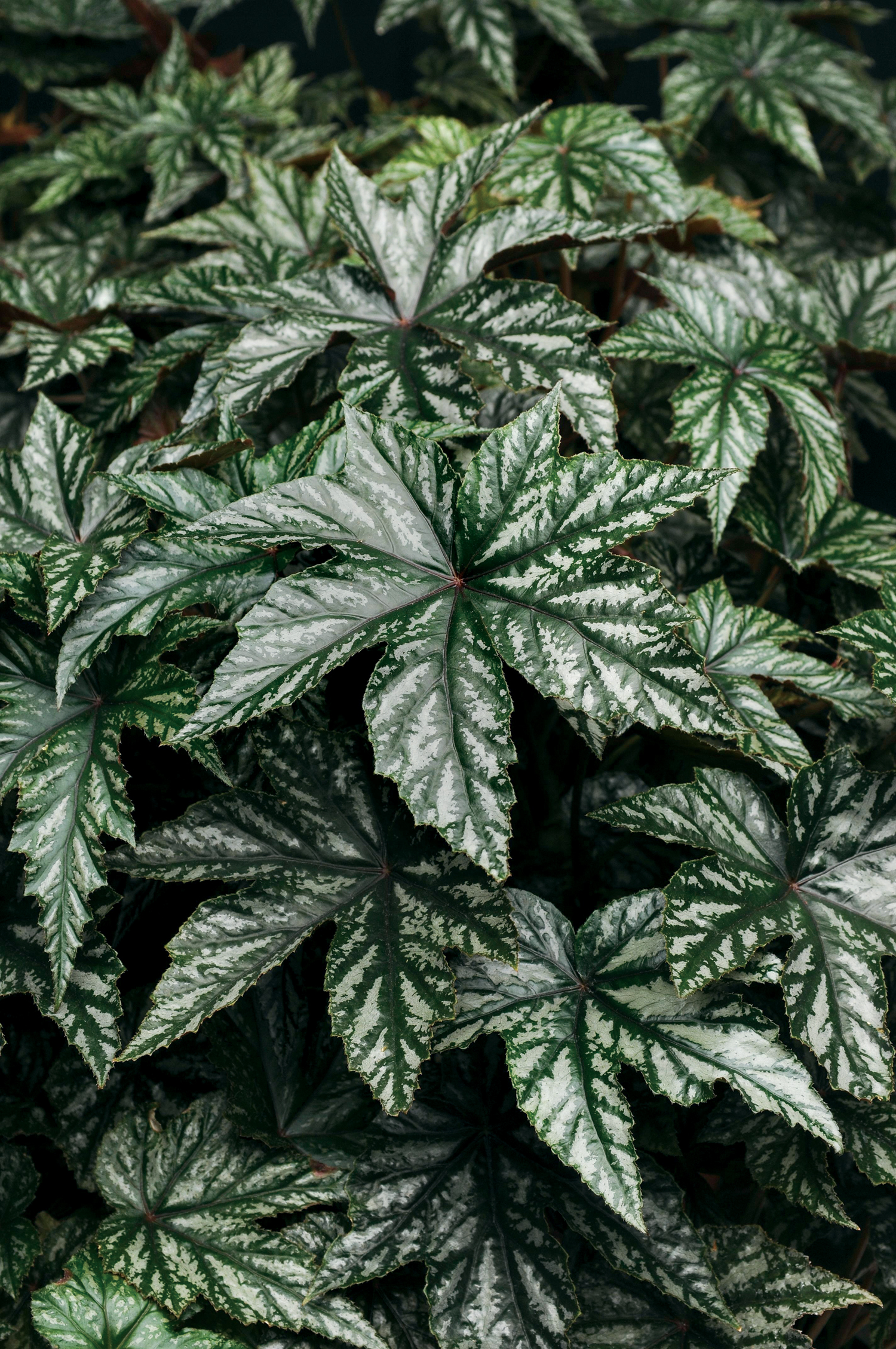 Pegasus Begonia - Begonia hybrid