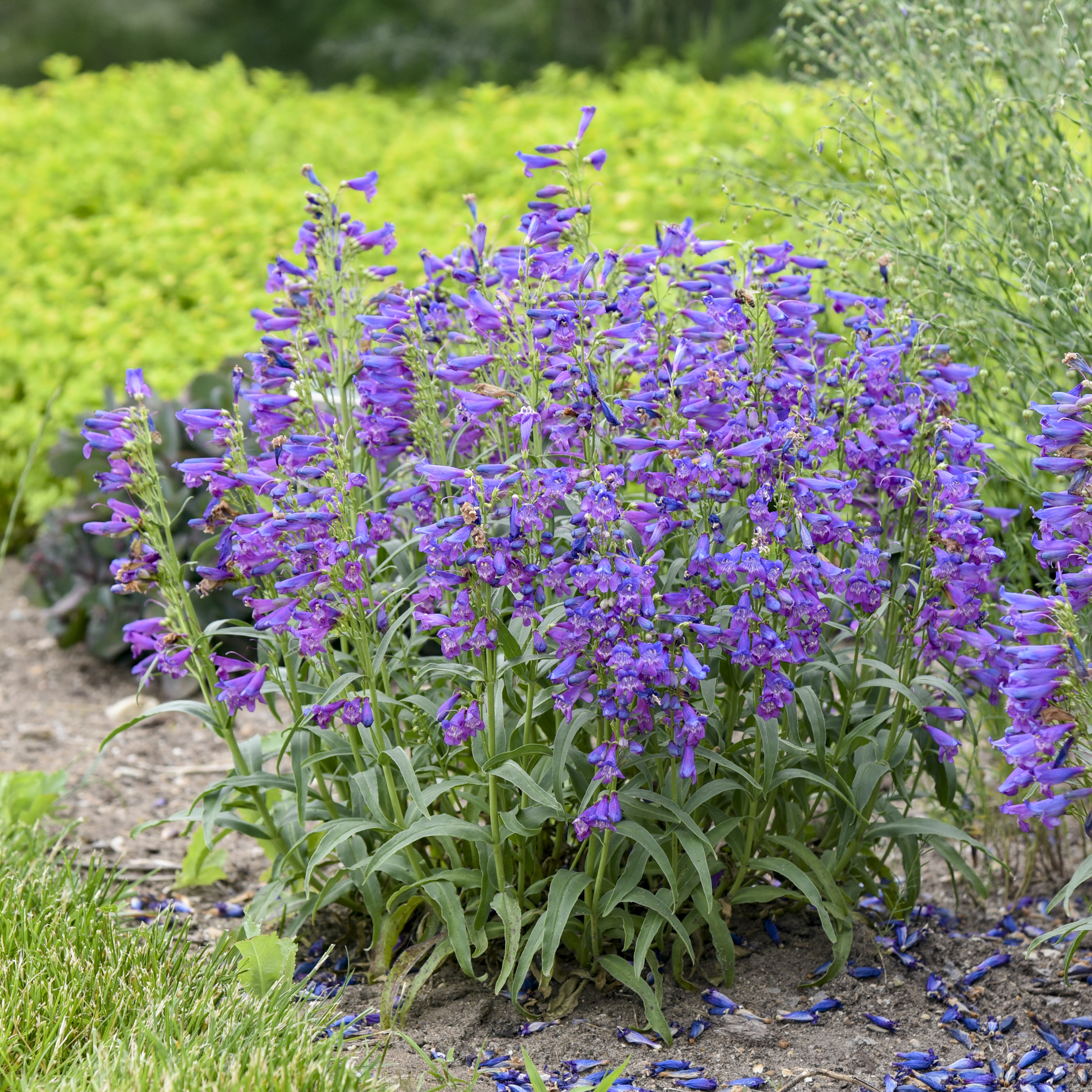 Penstemon Bejewled   'Lavender Sapphires'