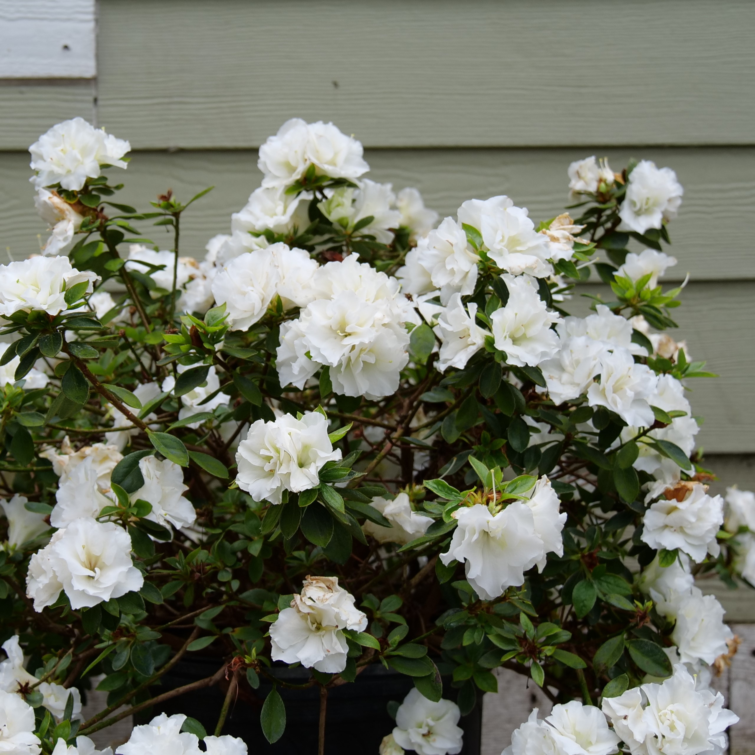 Image of White azalea perennial