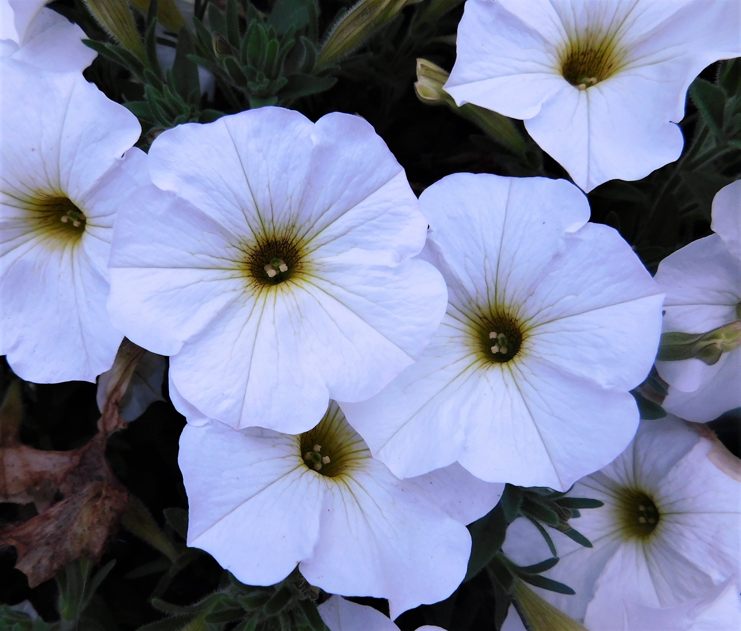 SuperCal® Premium Pearl White - Petchoa - Petunia x Calibrachoa
