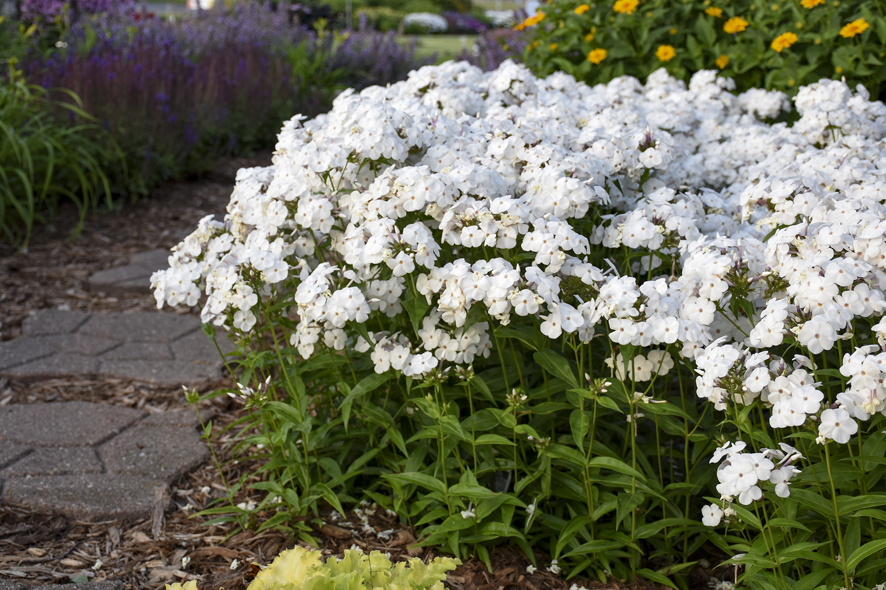 Image of White Summer Phlox